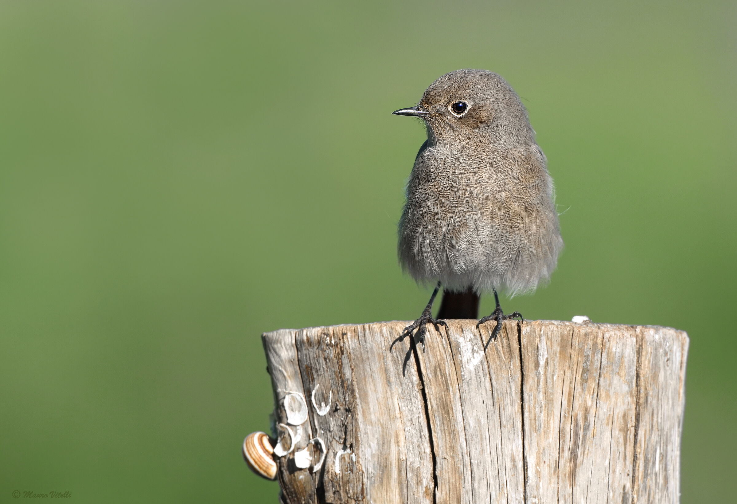 Chimney Sweep Redstart (F)