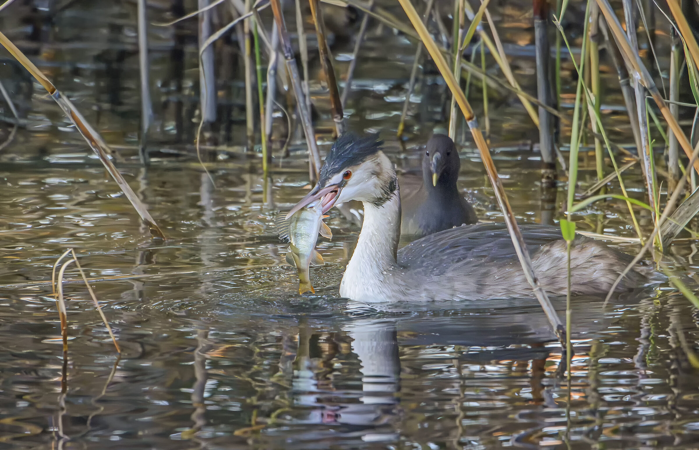 Grebe with prey