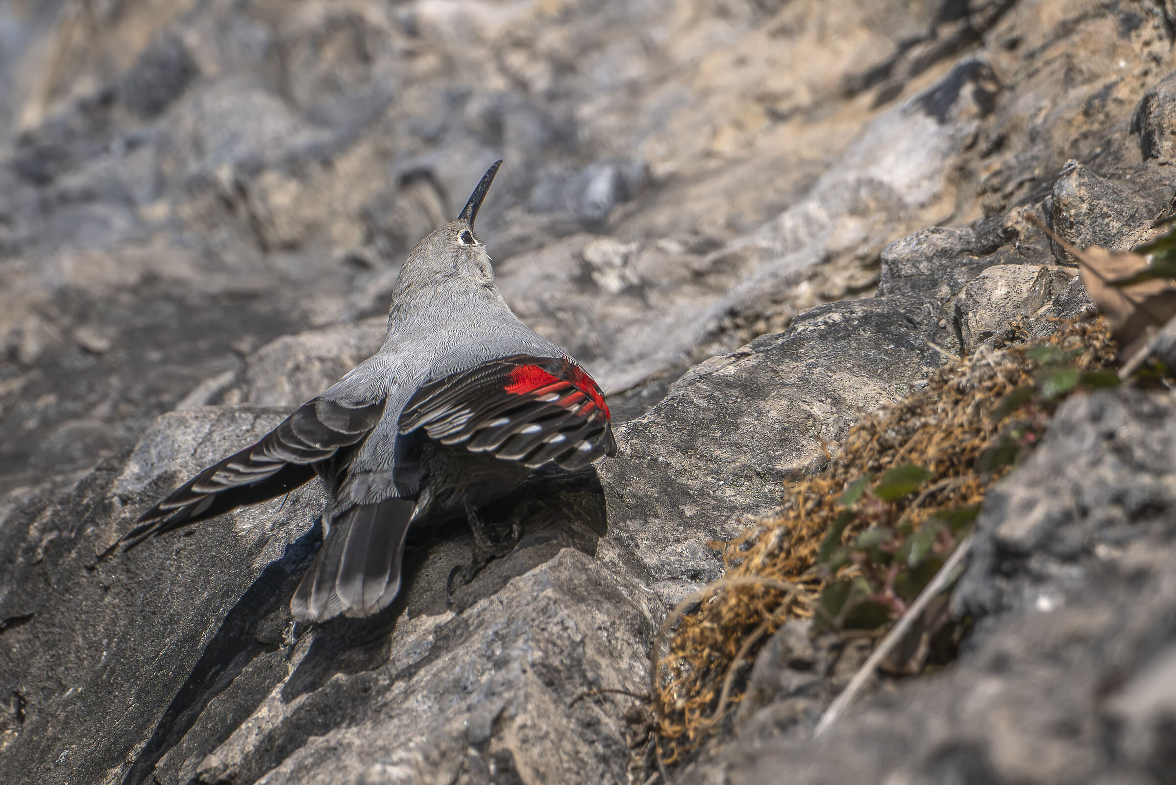 Wallcreeper