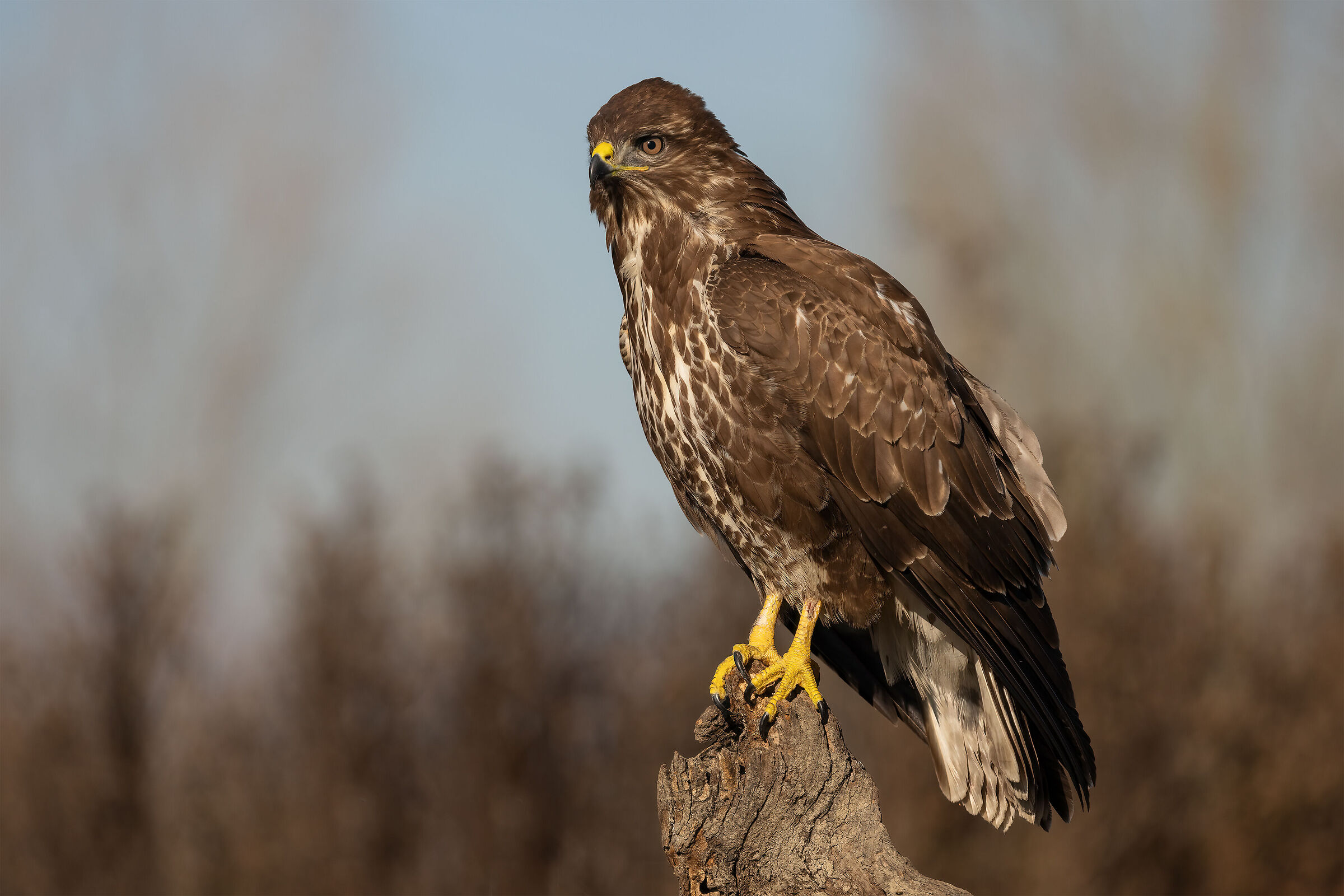 Buzzard