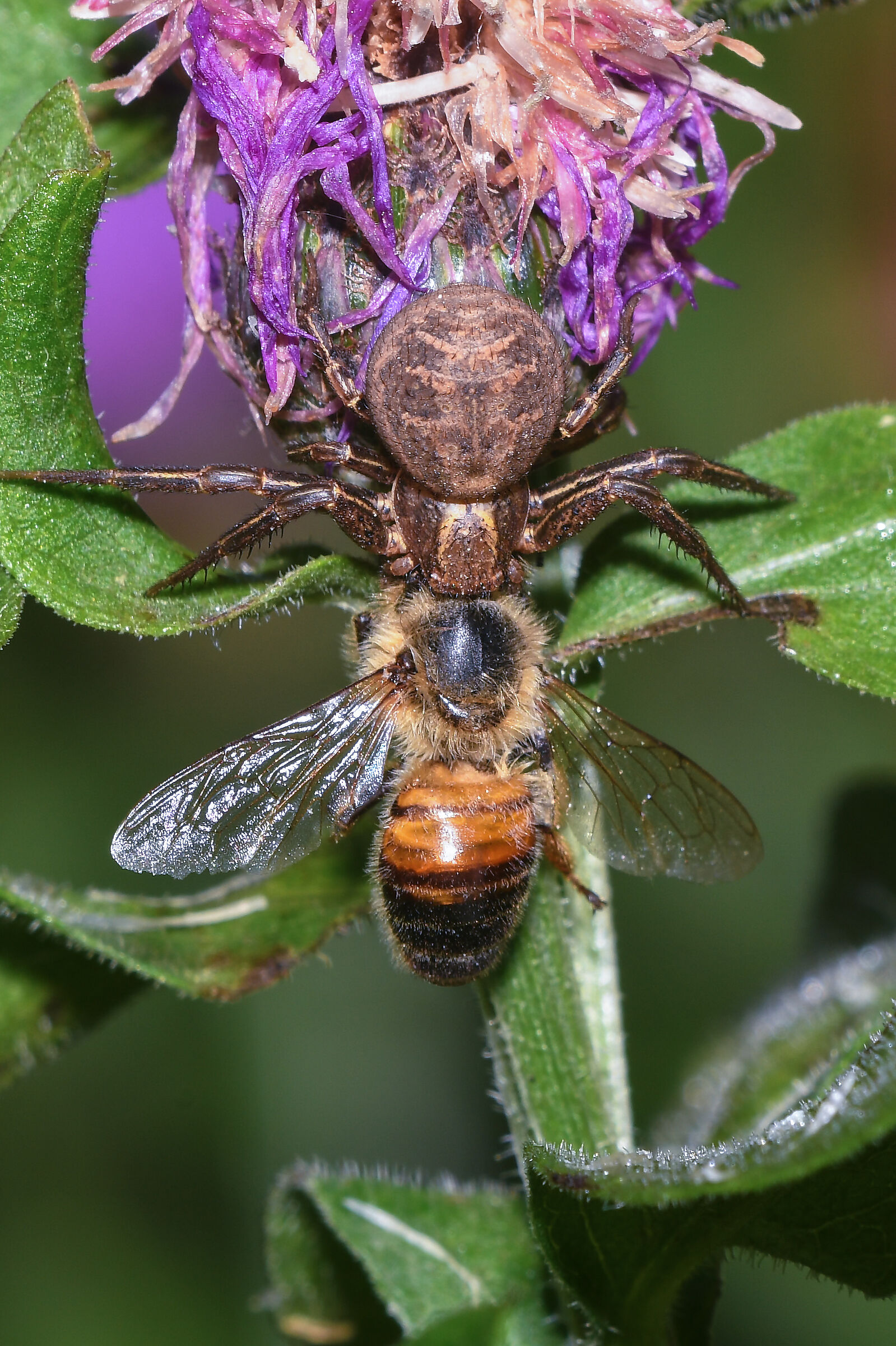 Xysticus cristatus con preda