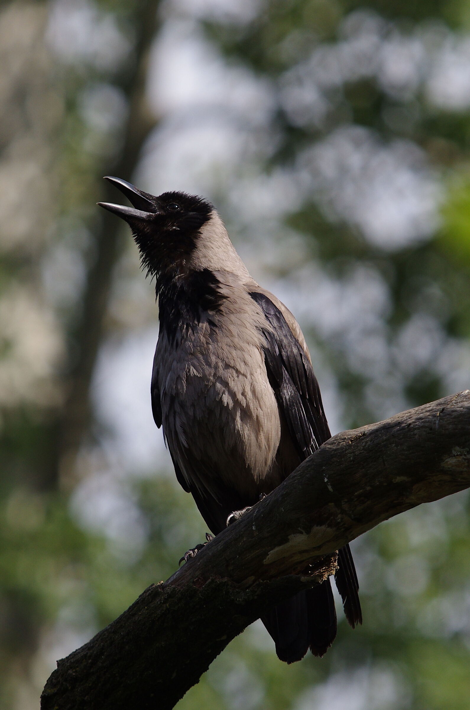 Hooded crow