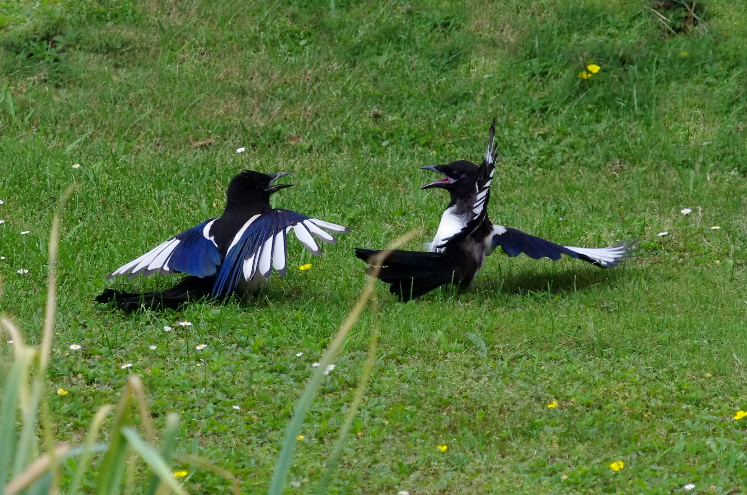 Bickering between magpies