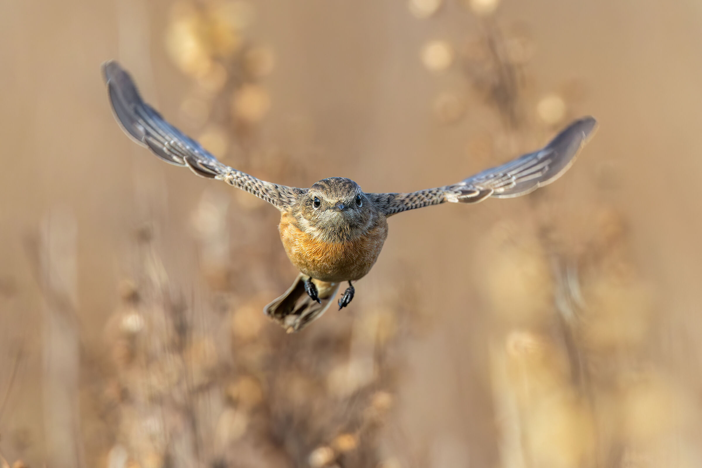 Stonechat, Female