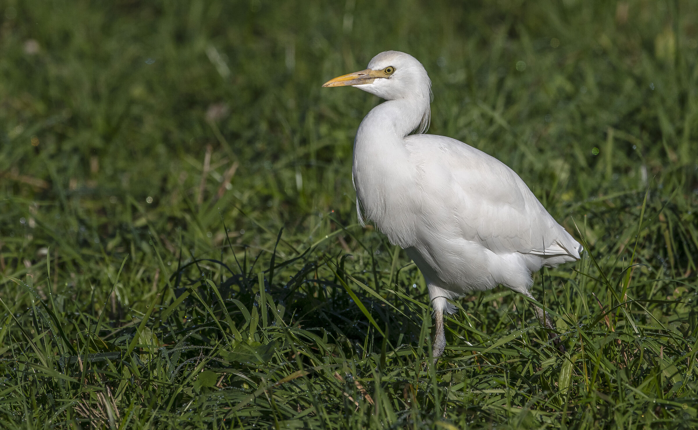 Cattle egret