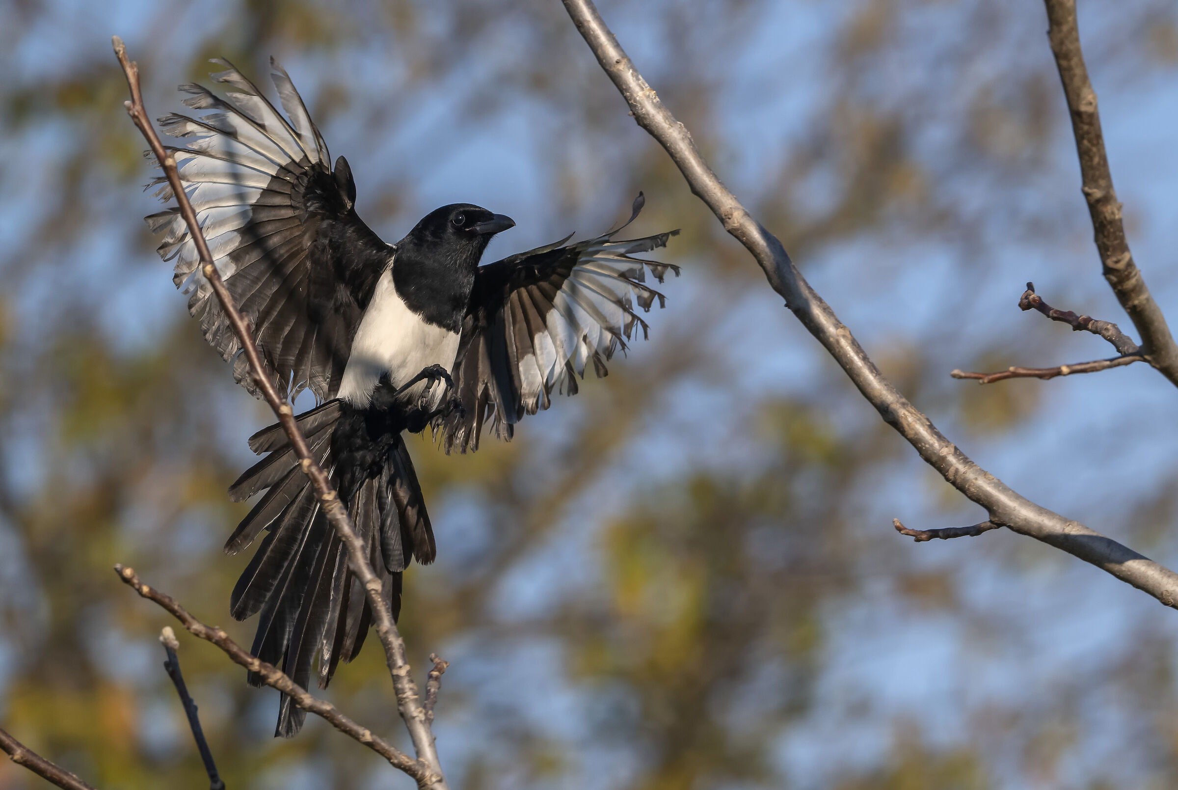 Magpie thief