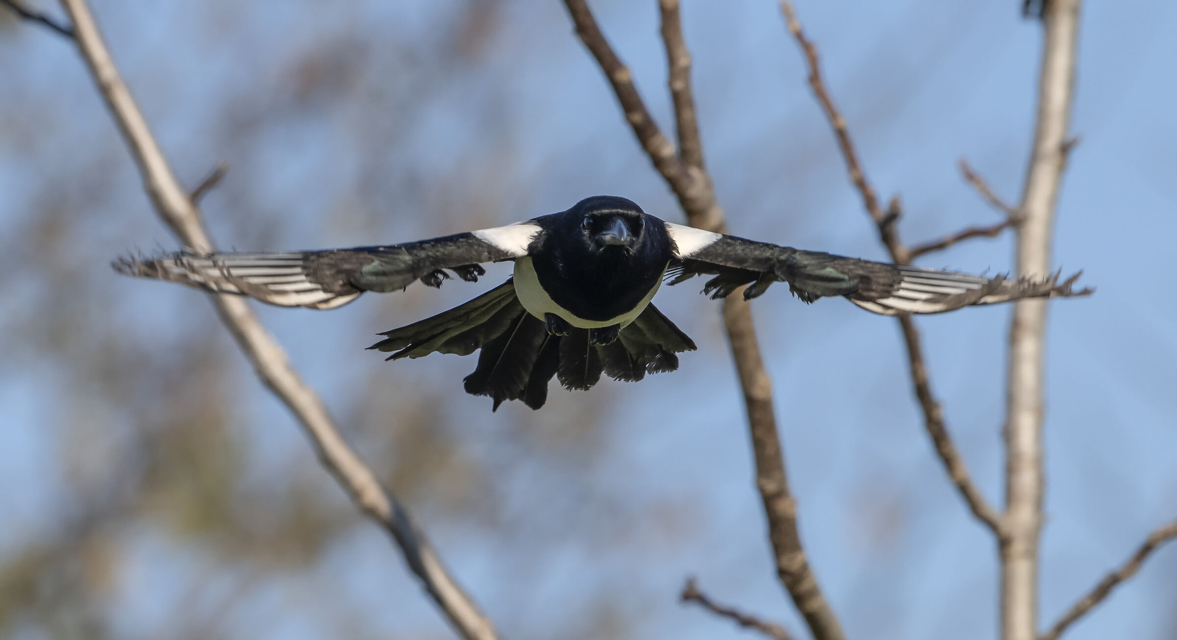 Magpie thief