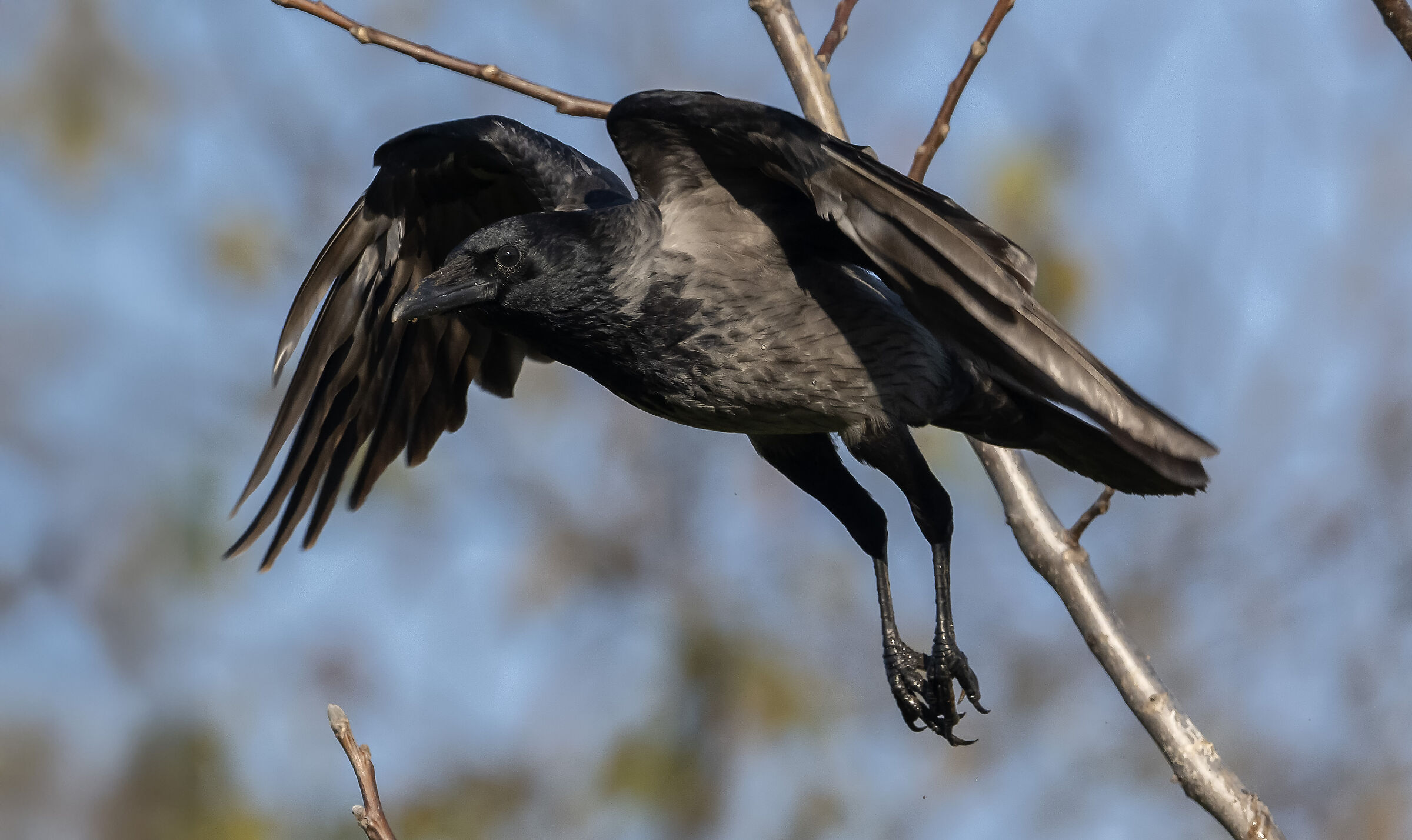 Crow