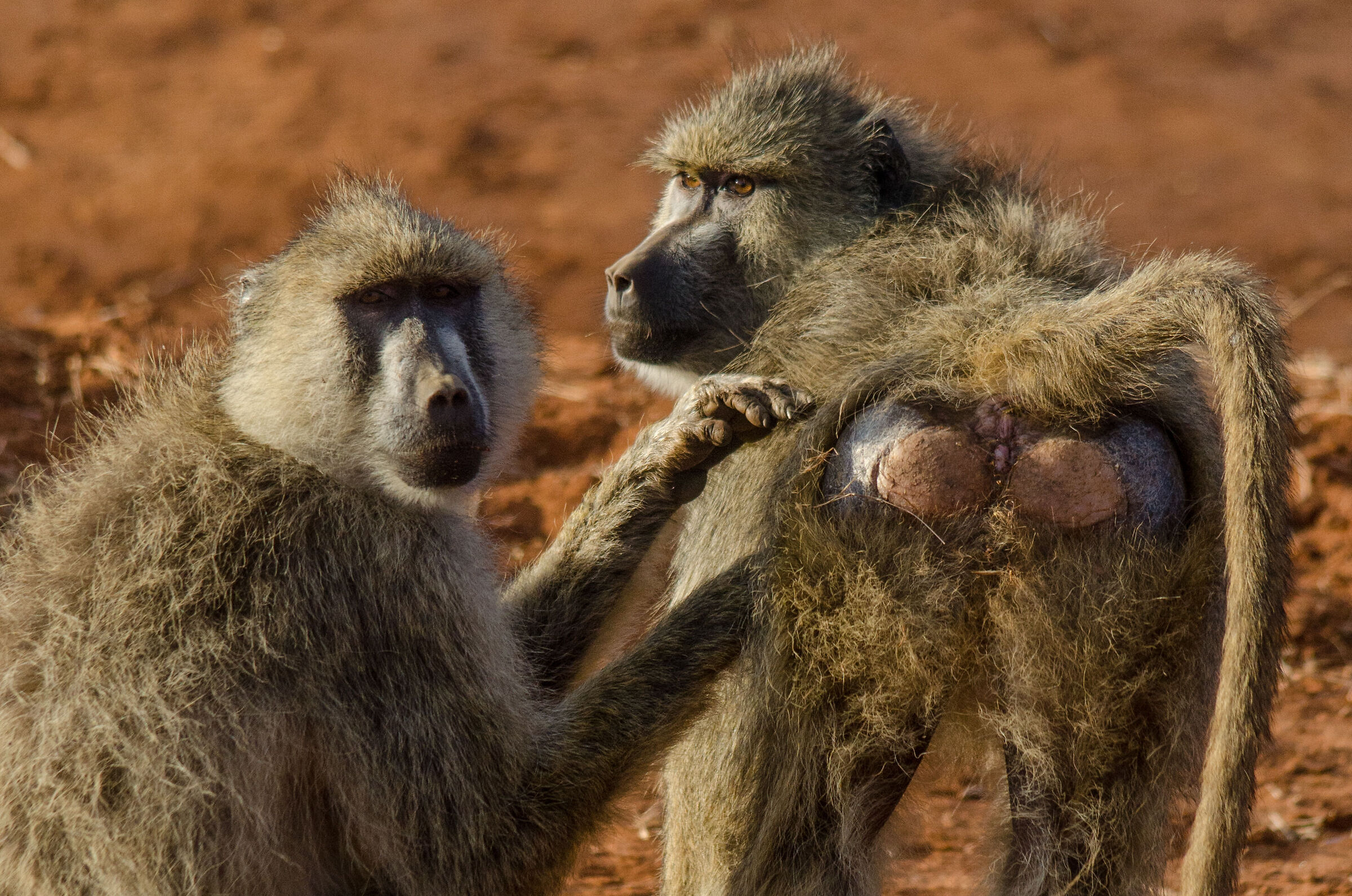 Baboons