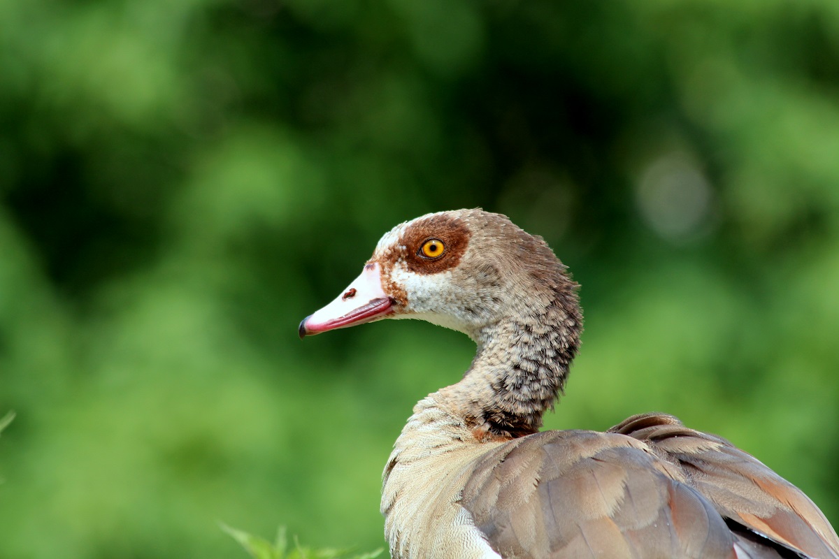 Egyptian Goose