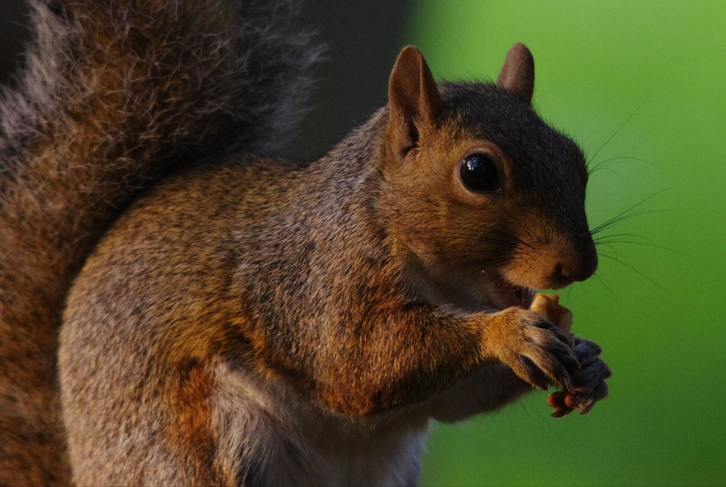 Thanks to a walnut..