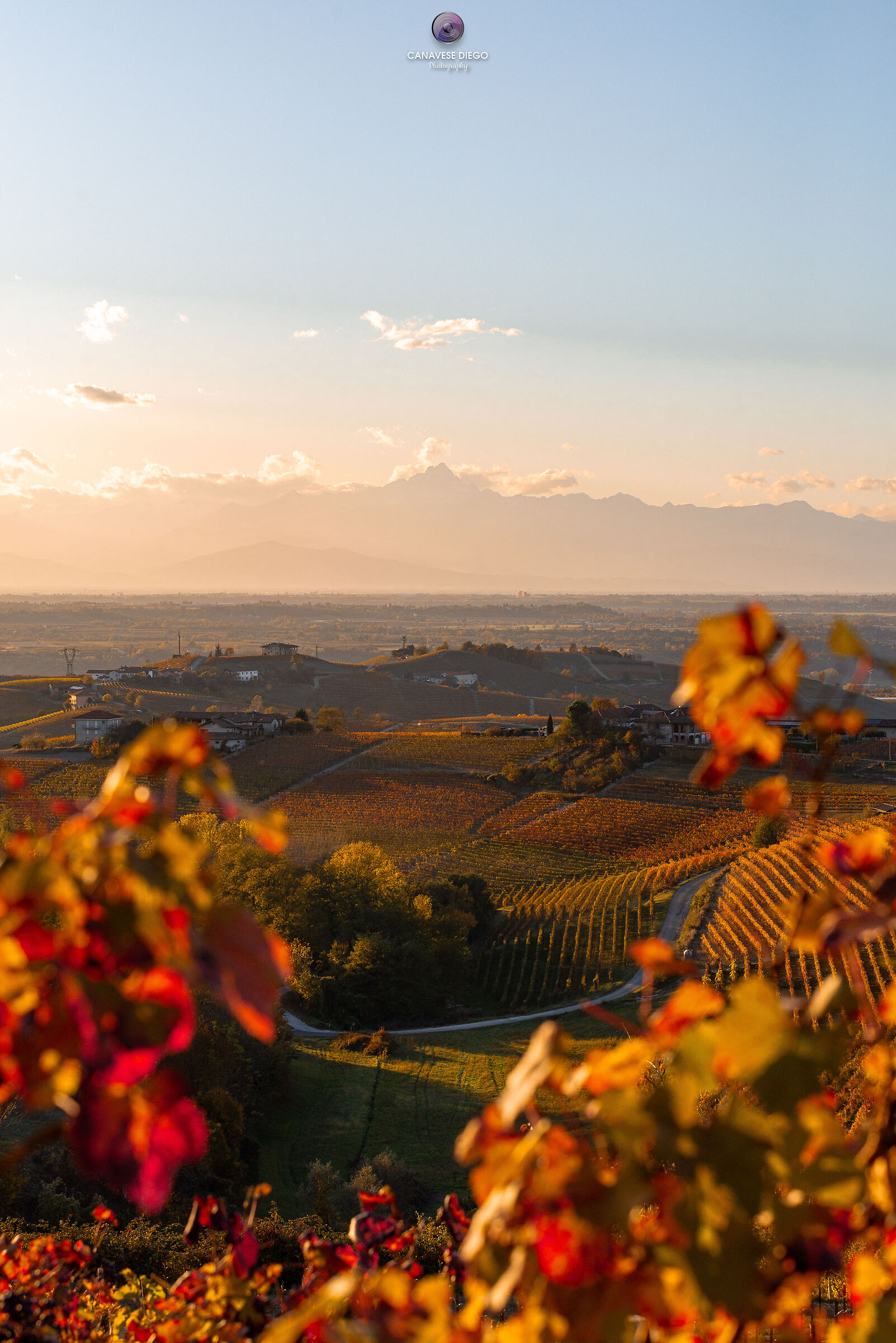 Foliage in the Langhe