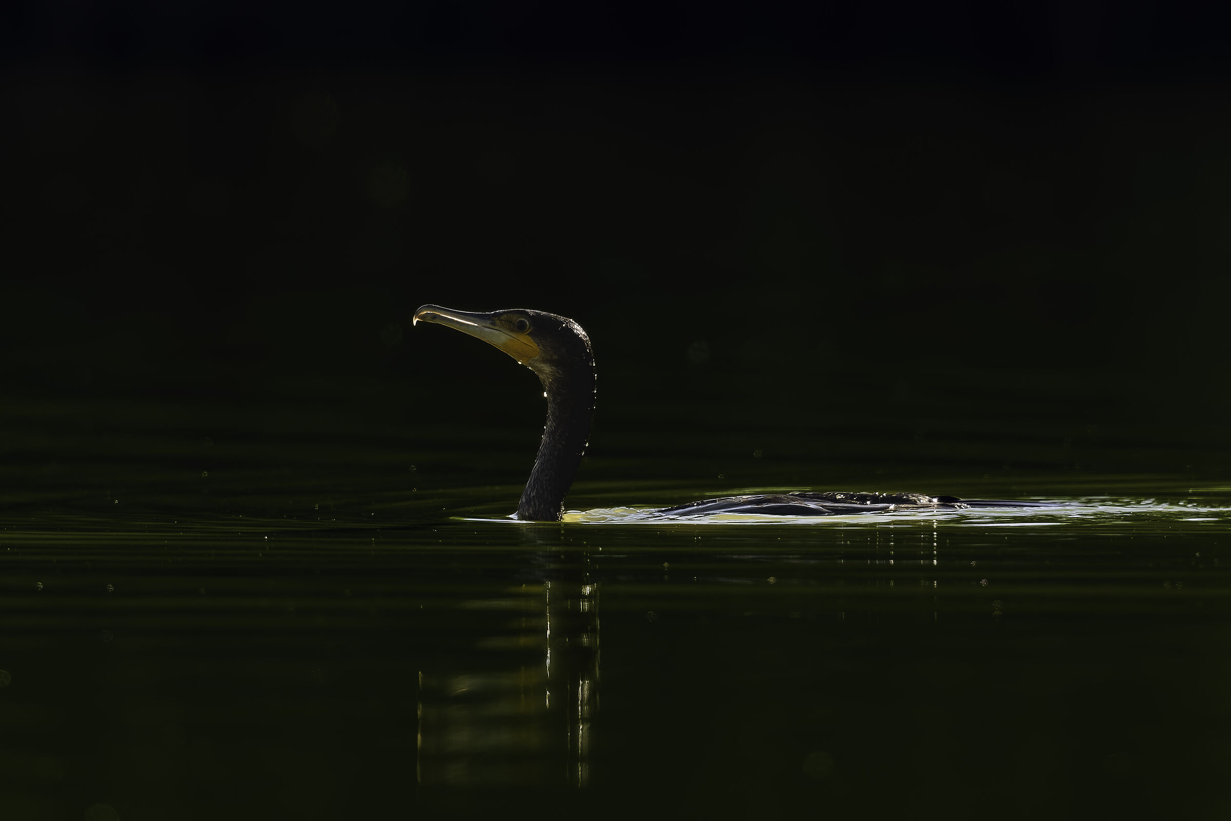 Cormorant