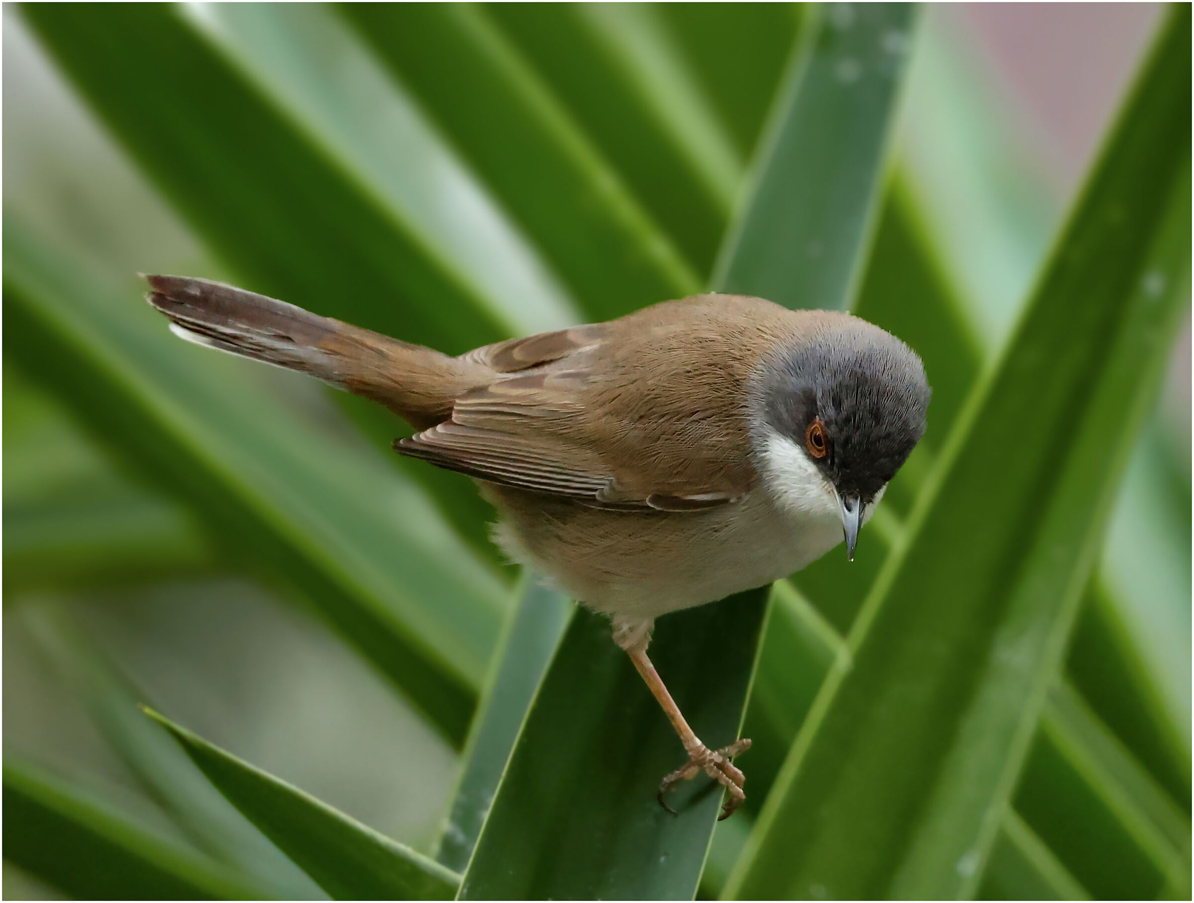 Occhiocotto F.