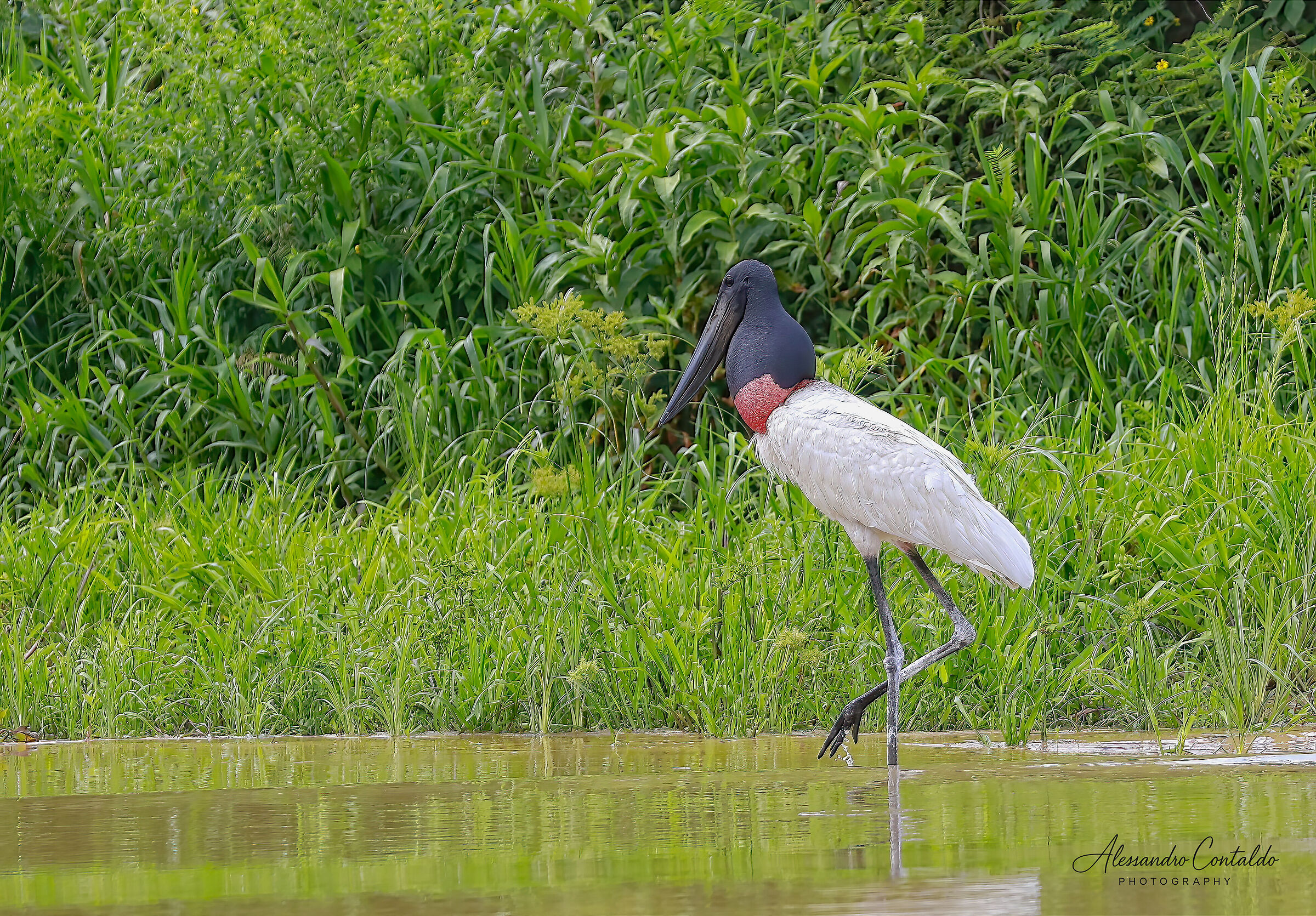 Jabiru mycteria