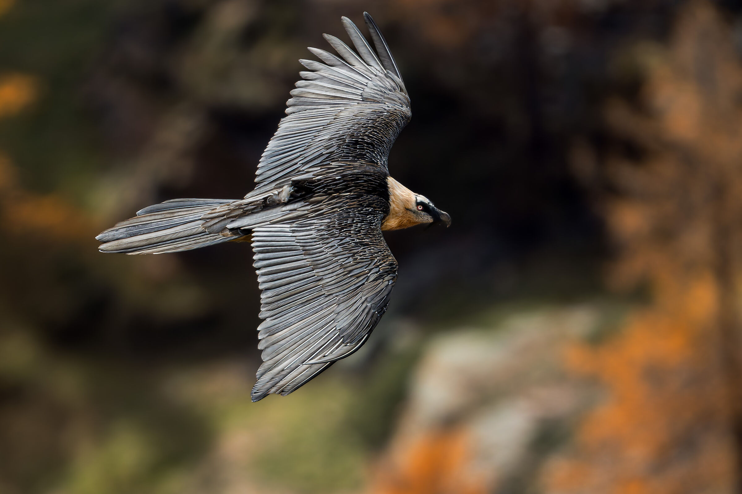 Gypaetus Barbatus - Parco Nazionale Gran Paradiso