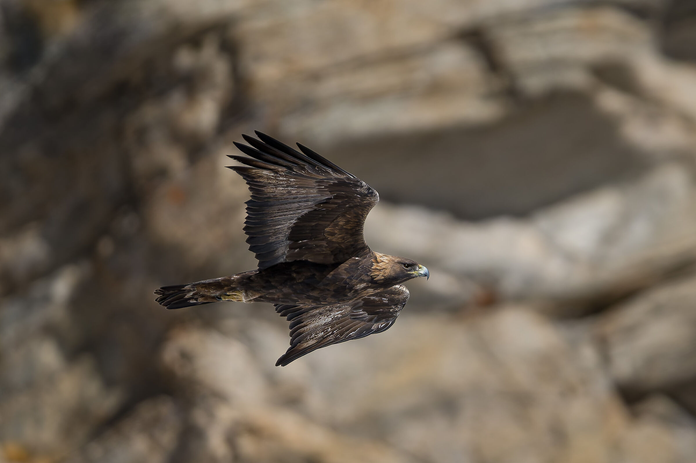 Aquila - Gran Paradiso National Park - Piedmont