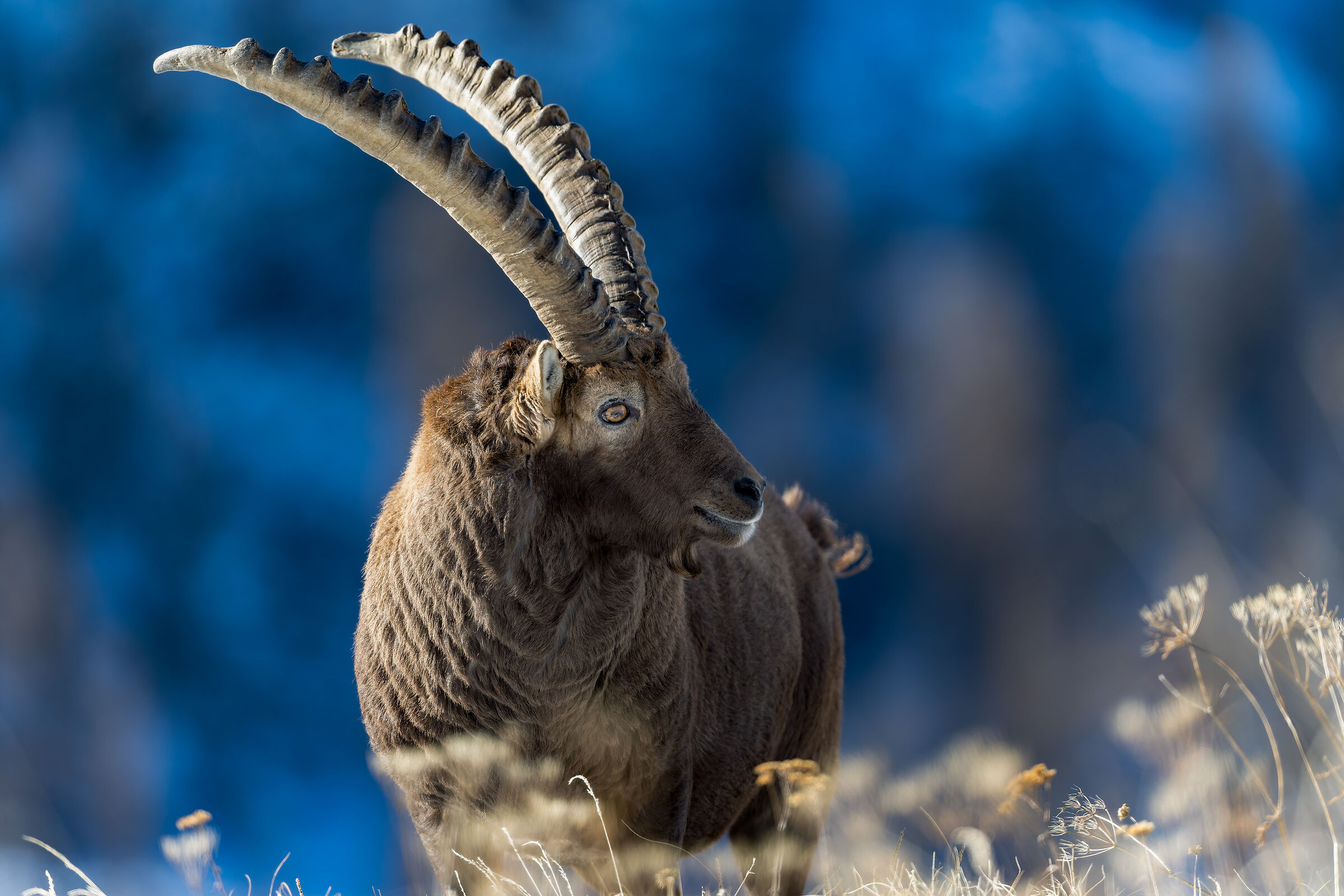 Ibex - Gran Paradiso National Park - Piedmont