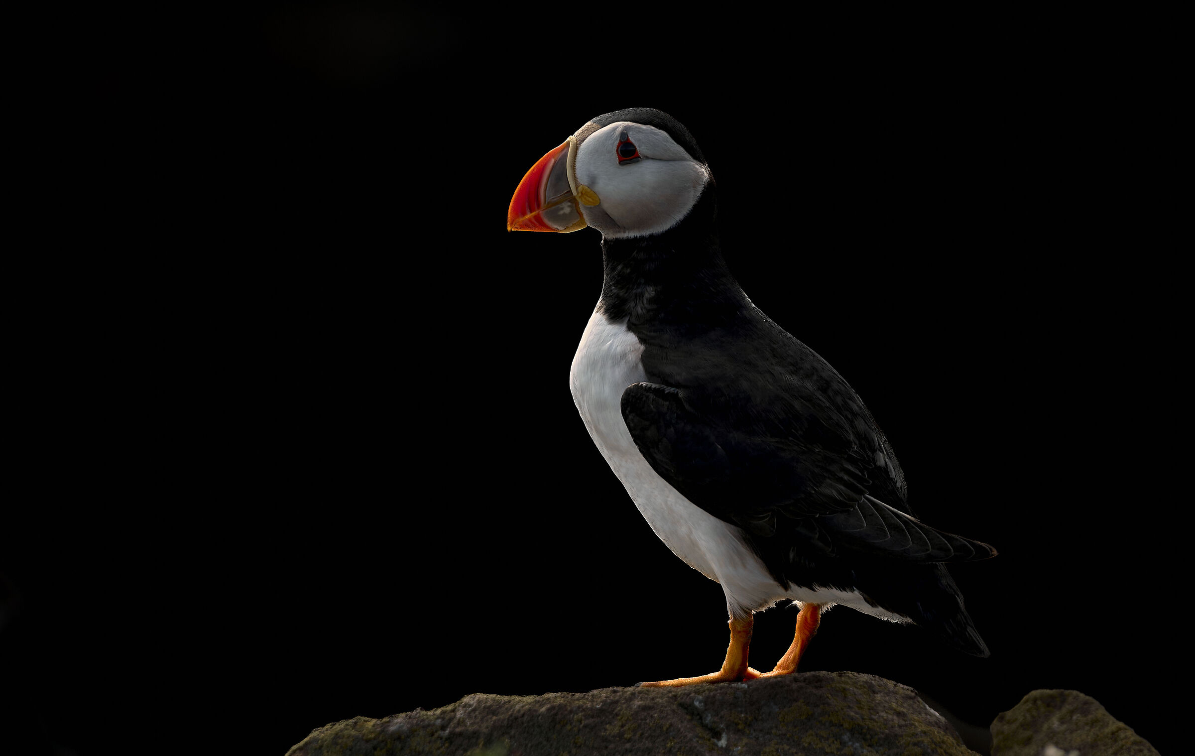 Puffin photographed in Scotland