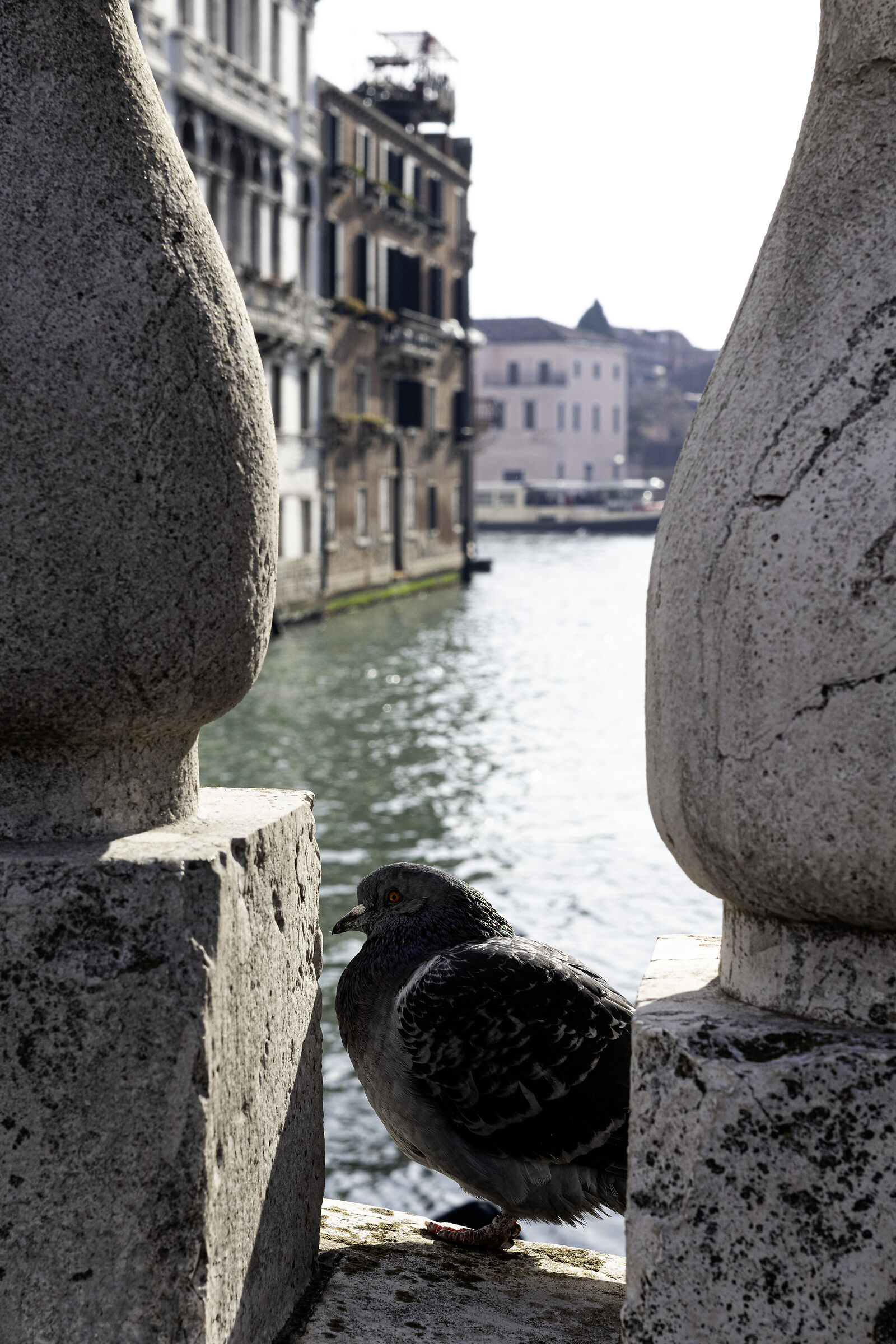 Il vero abitante Veneziano