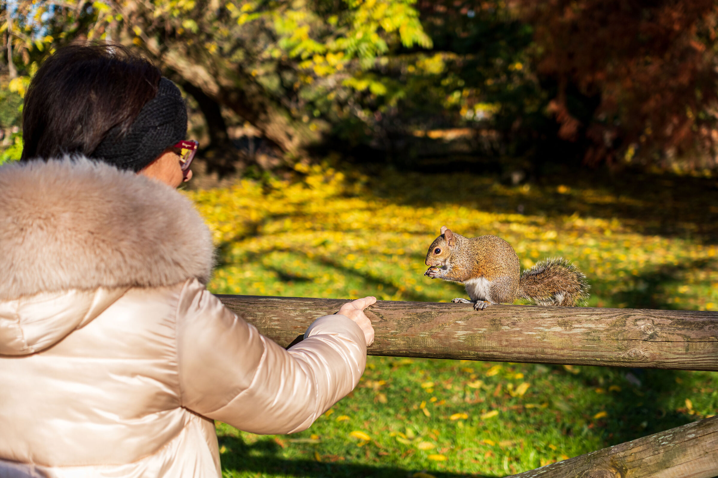 Scoiattolo al parco