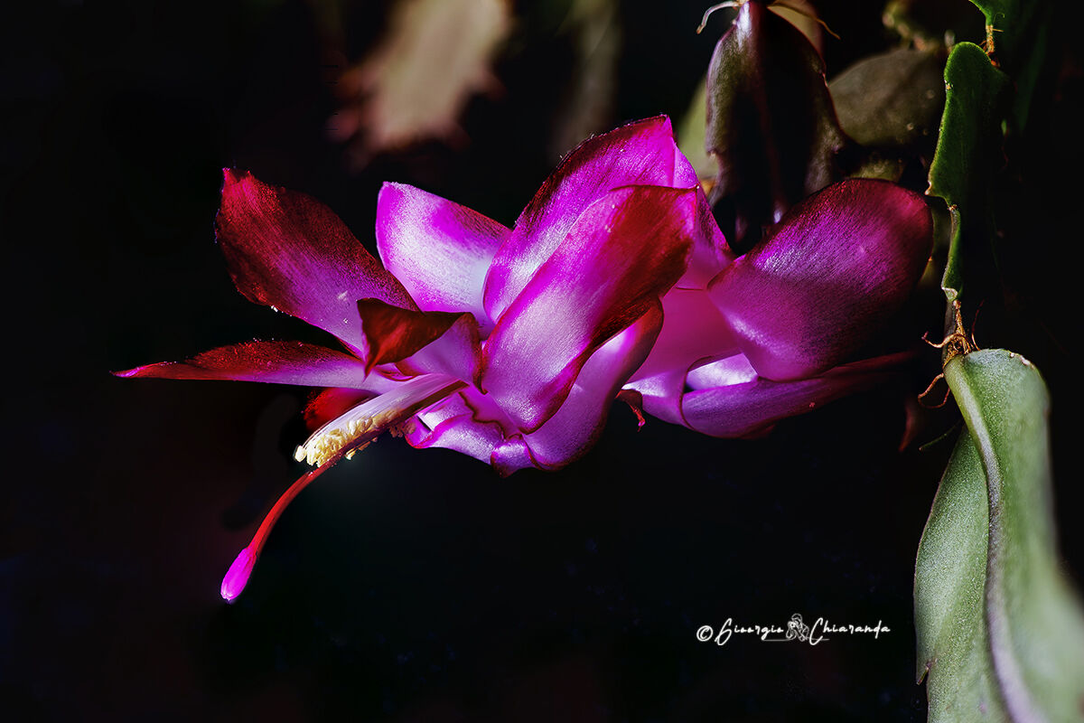 e' fiorita anche la rossa (Schlumbergera)