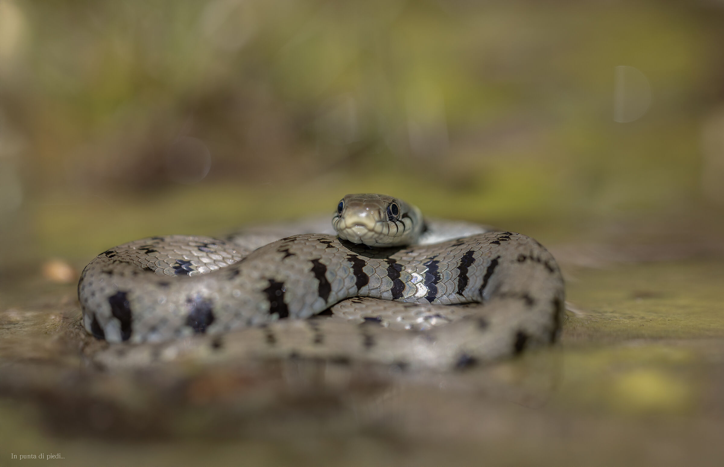 at water level Natrix helvetica - Collared Snake