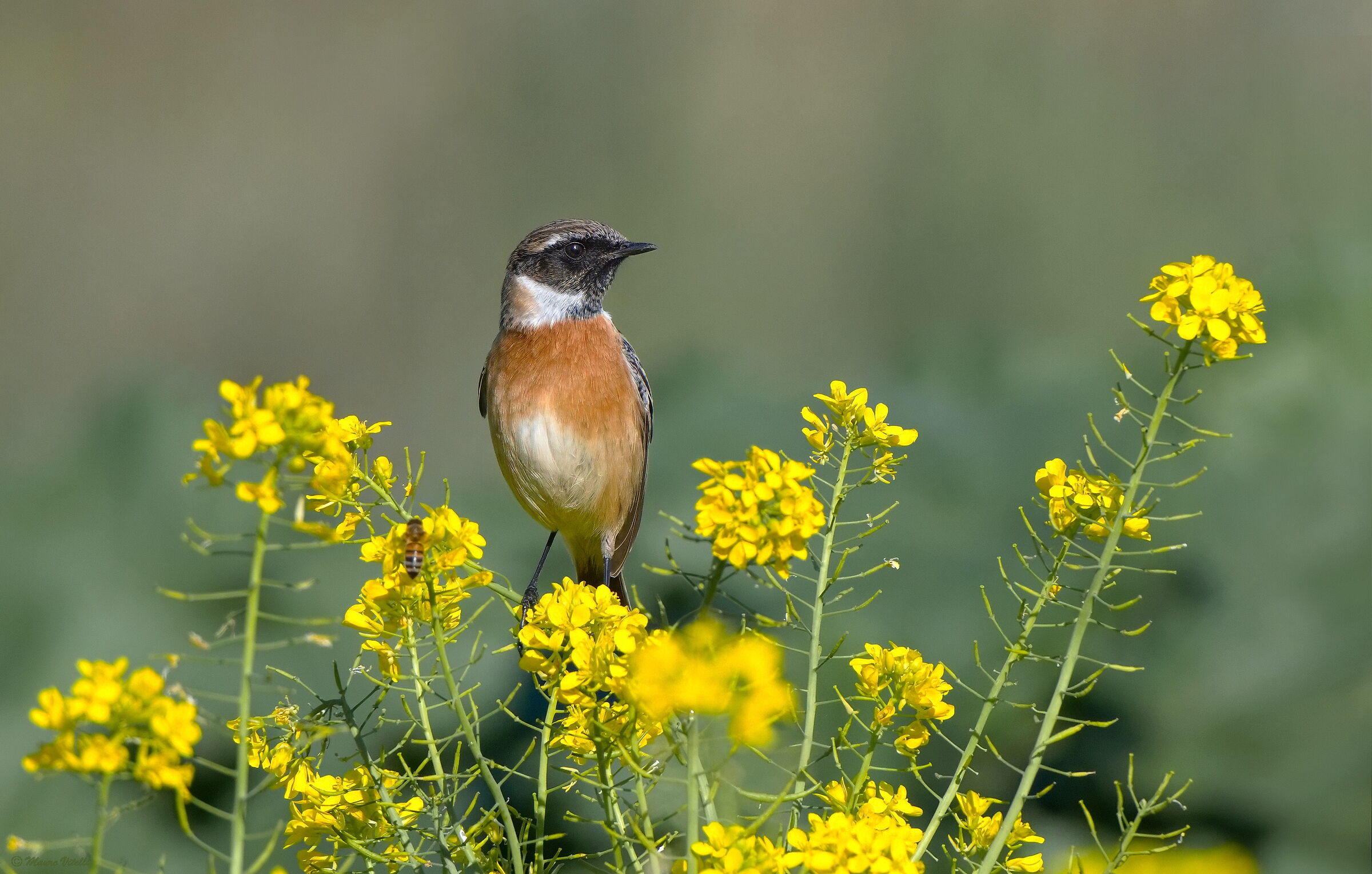 Stonechatter (Saxicola torquatus)