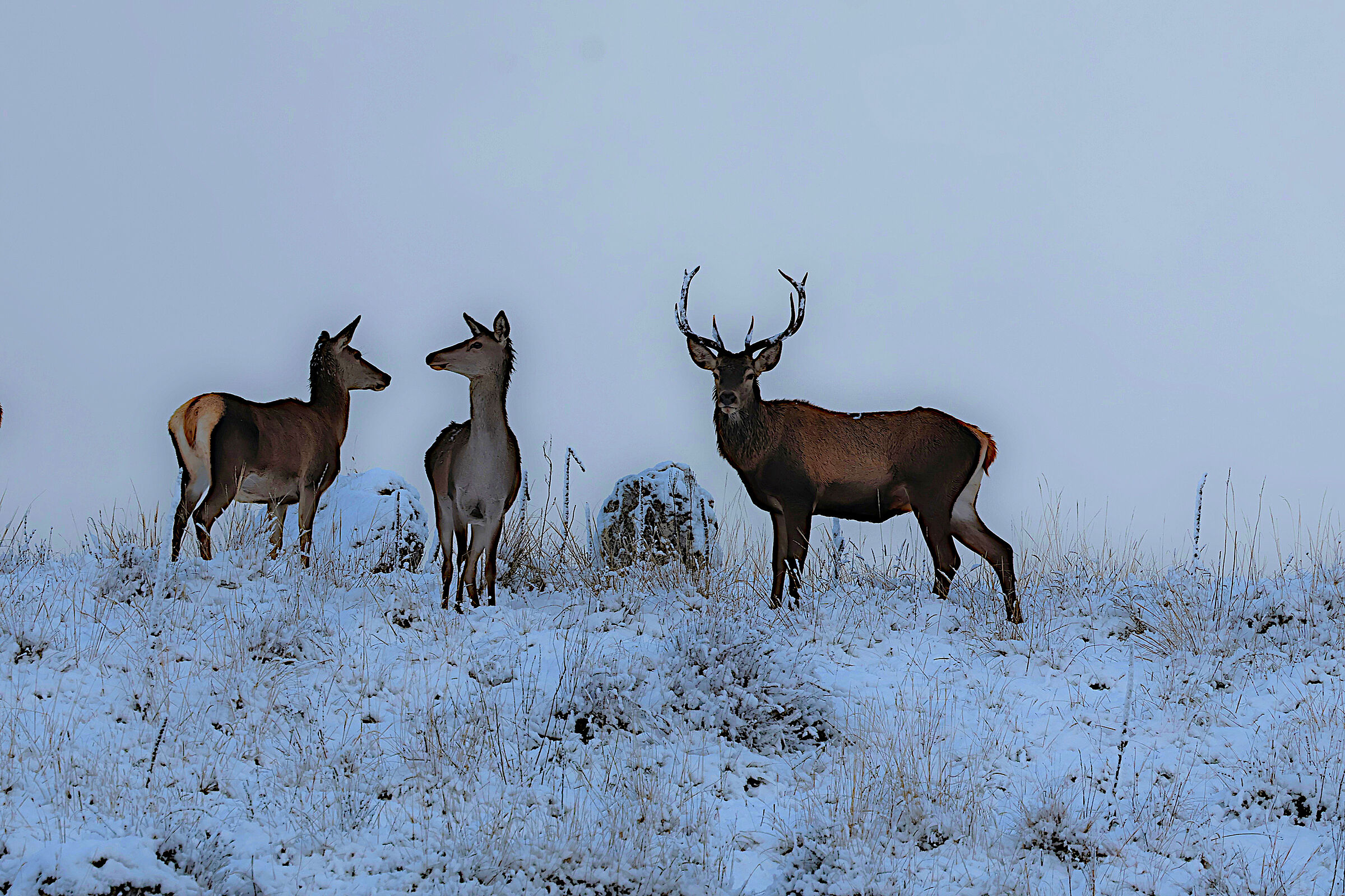 Cervi nella neve pnalm