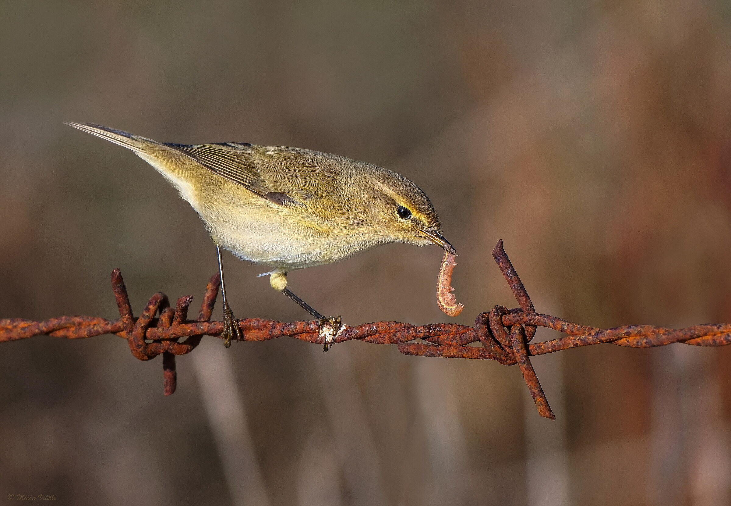 Little warbler (Phylloscopus collybita)