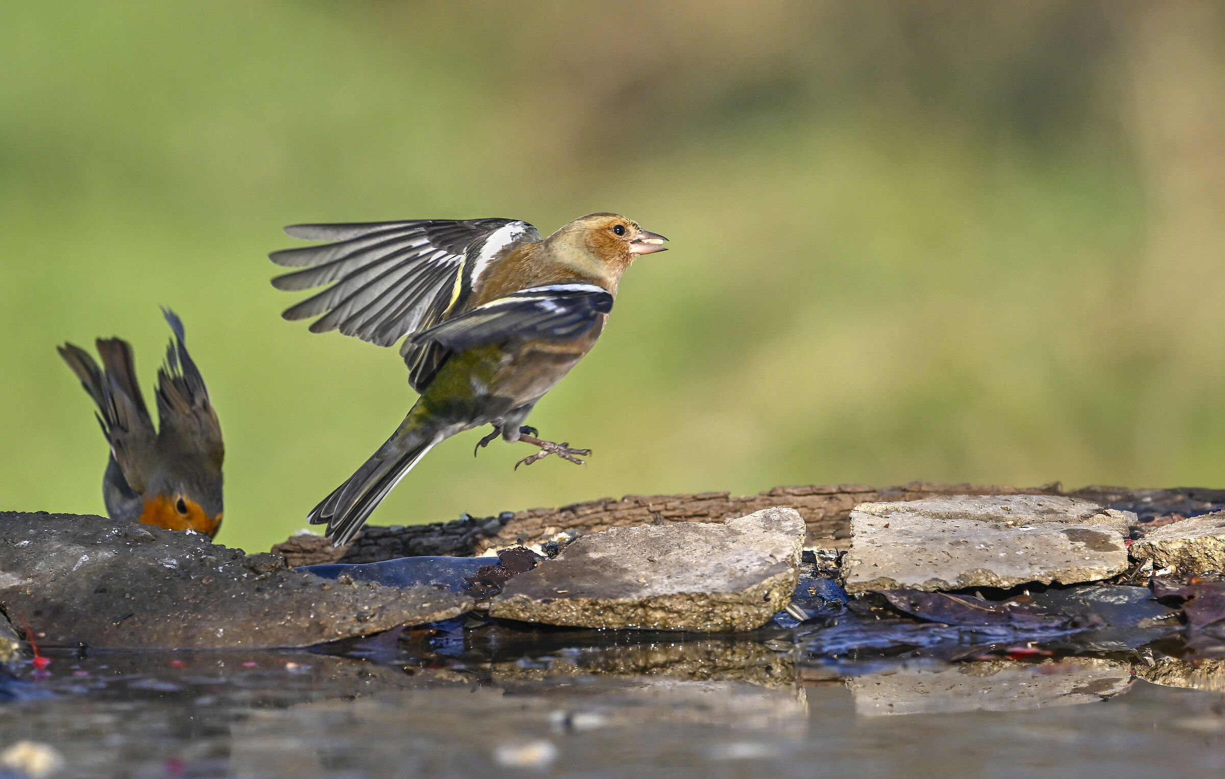 Chaffinch