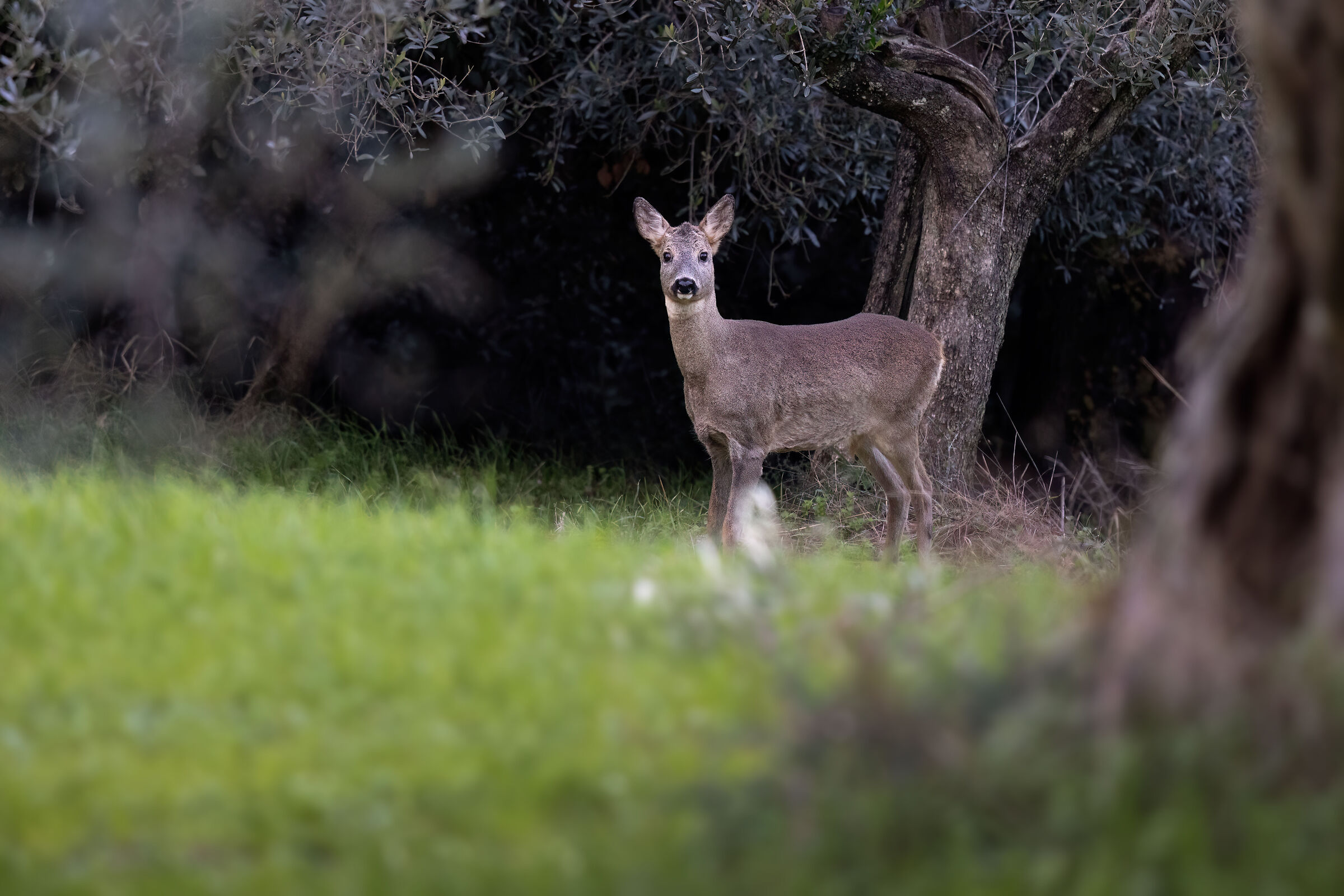 Roe deer m. | Capreolus capreolus (November 2025)