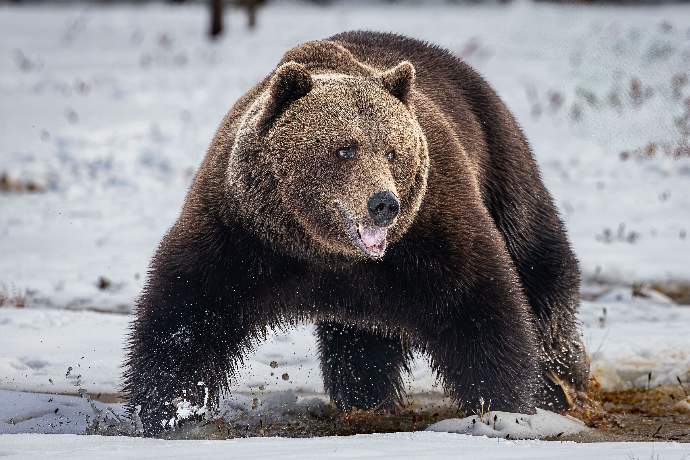 Orso bruno finlandese  Maggio 2025