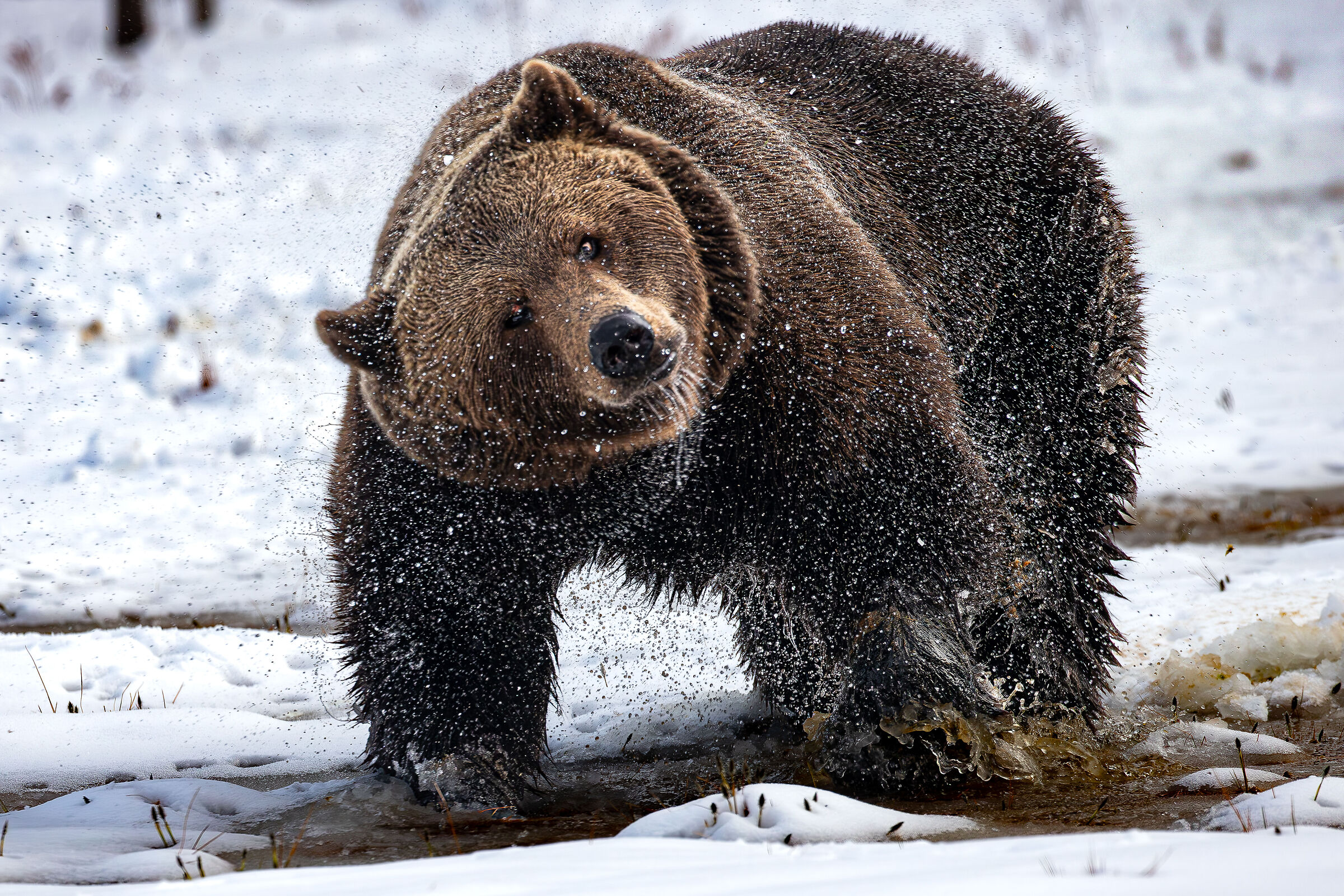 Orso bruno finlandese Maggio 2025