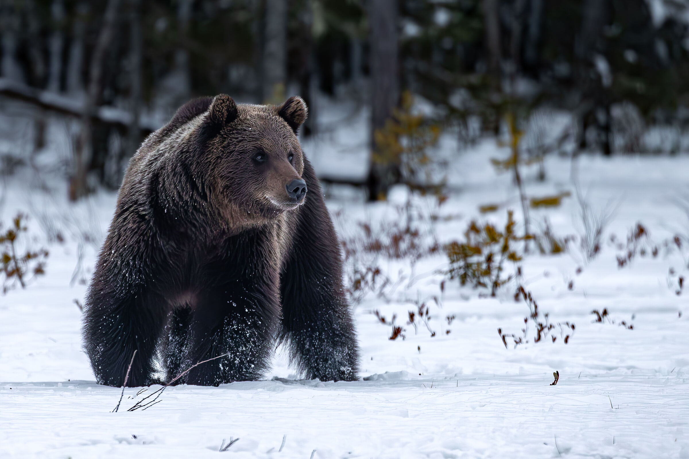 Orso bruno finlandese  Maggio 2025