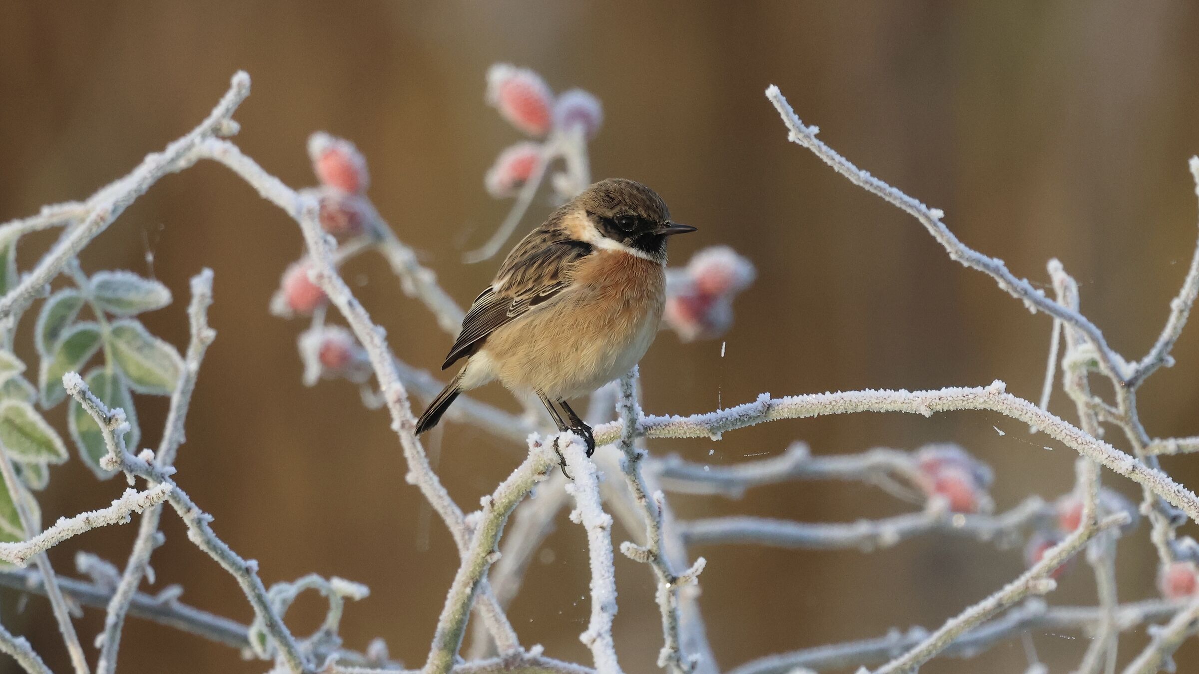 Saltinpalo and frost