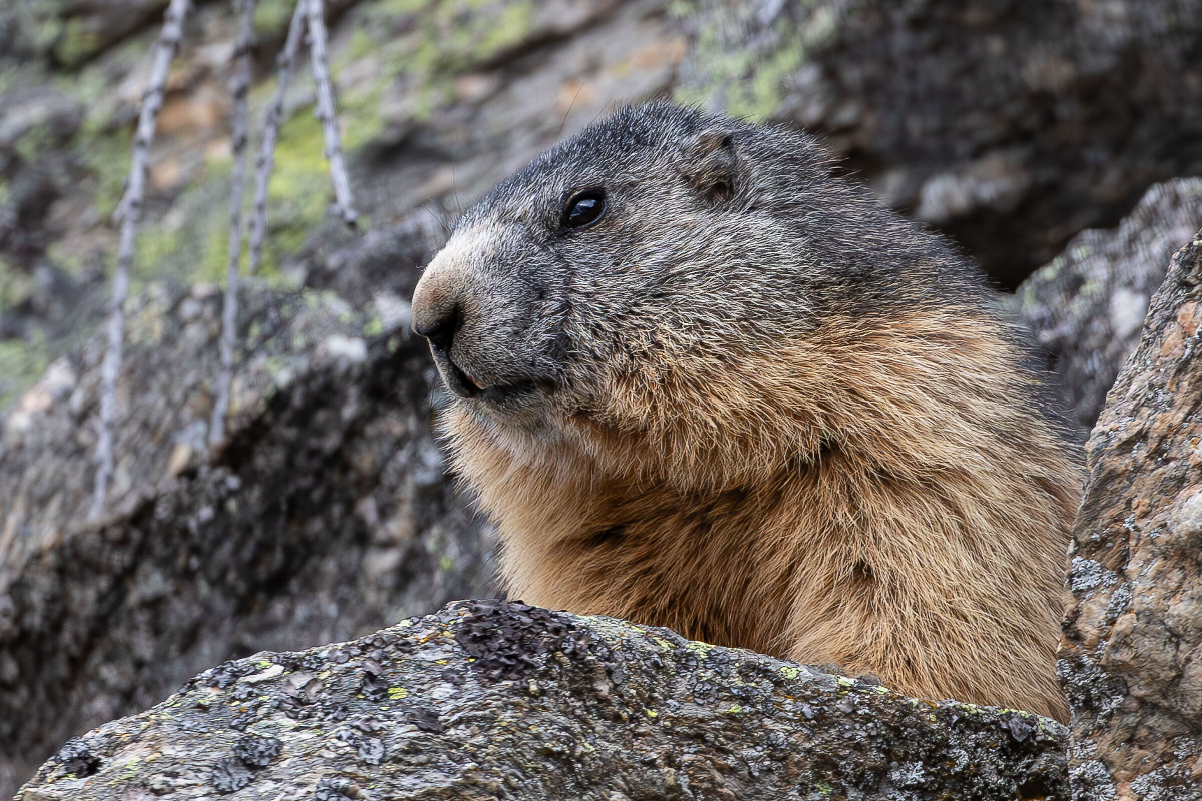 Marmotta