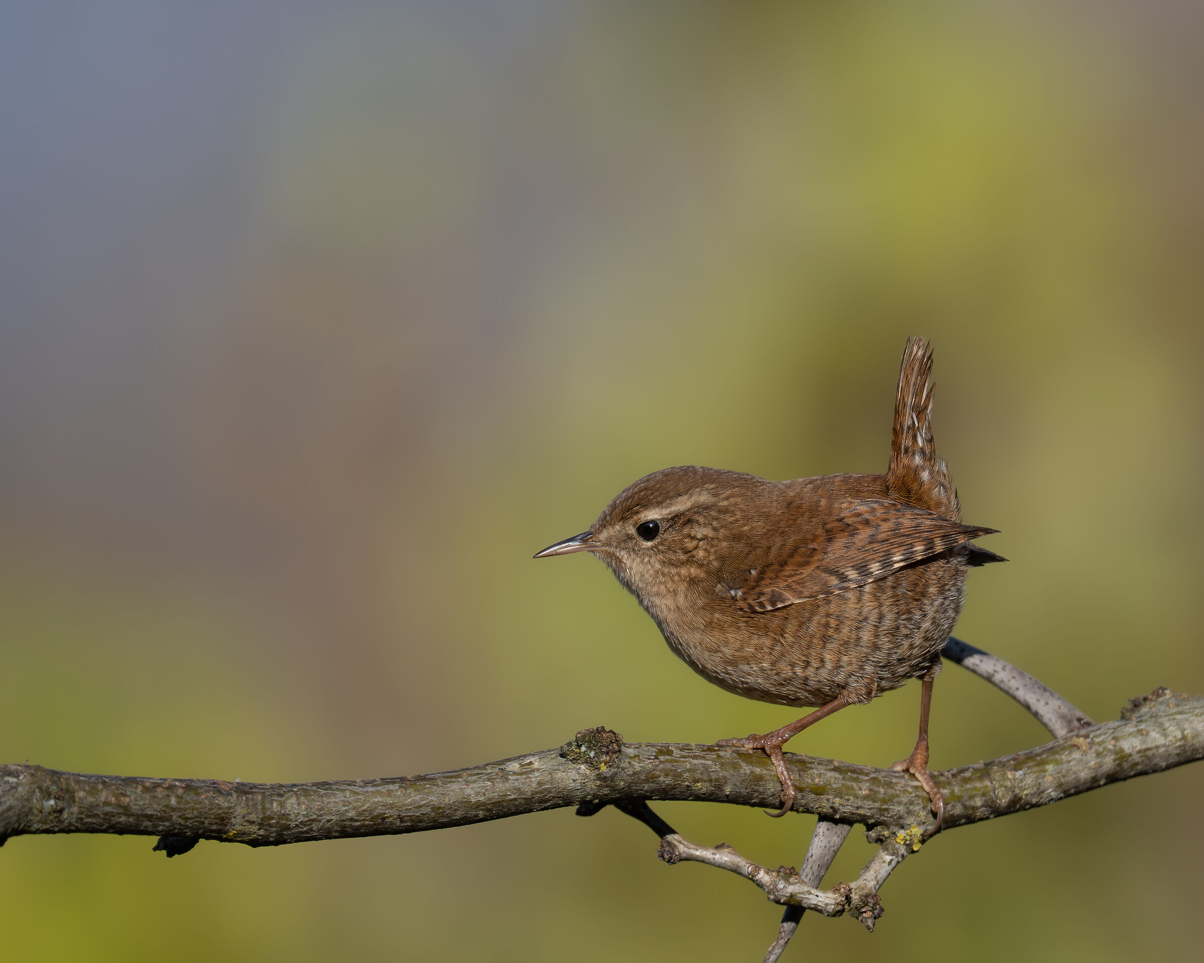 Wren