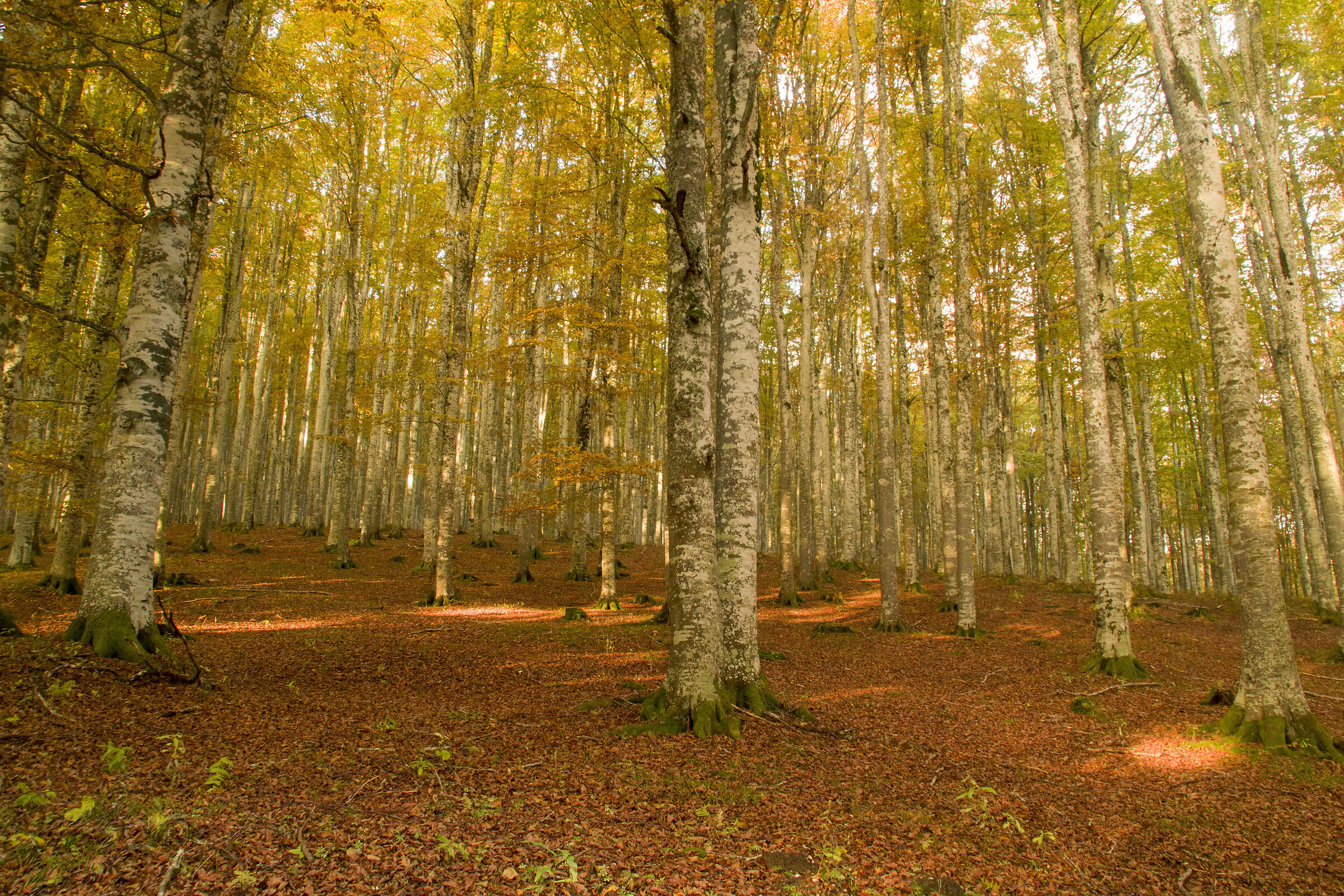 Foliage sul Monte Pizzoc