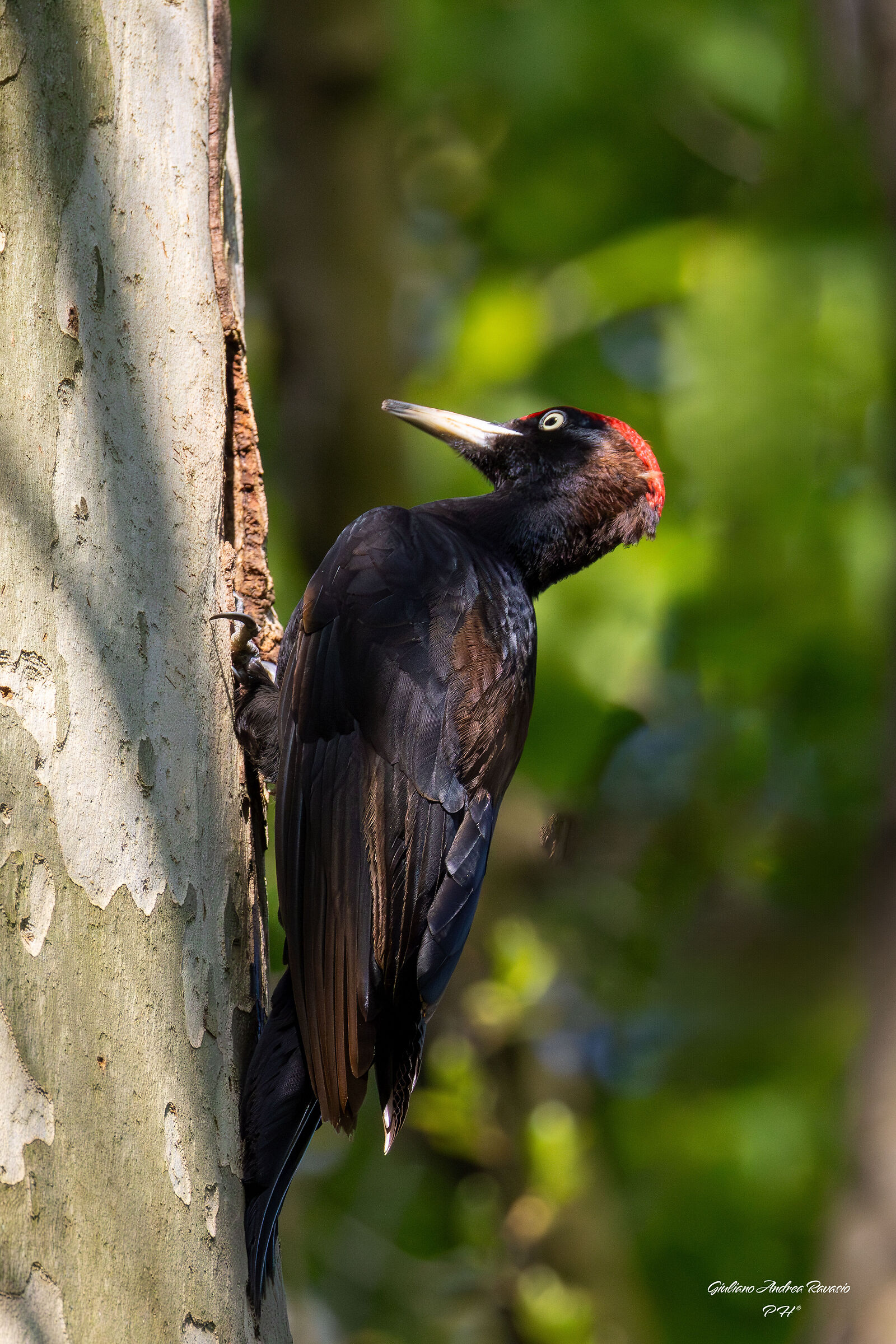Picchio nero maschio.