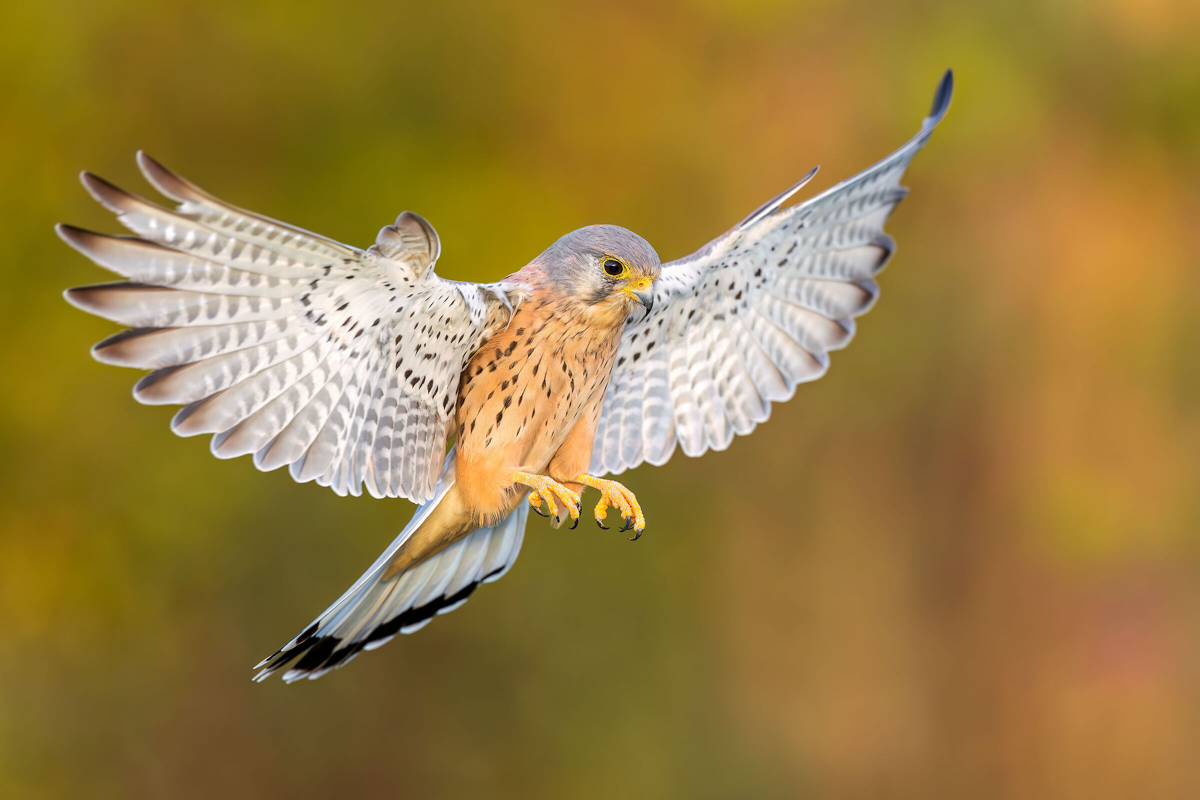Kestrel