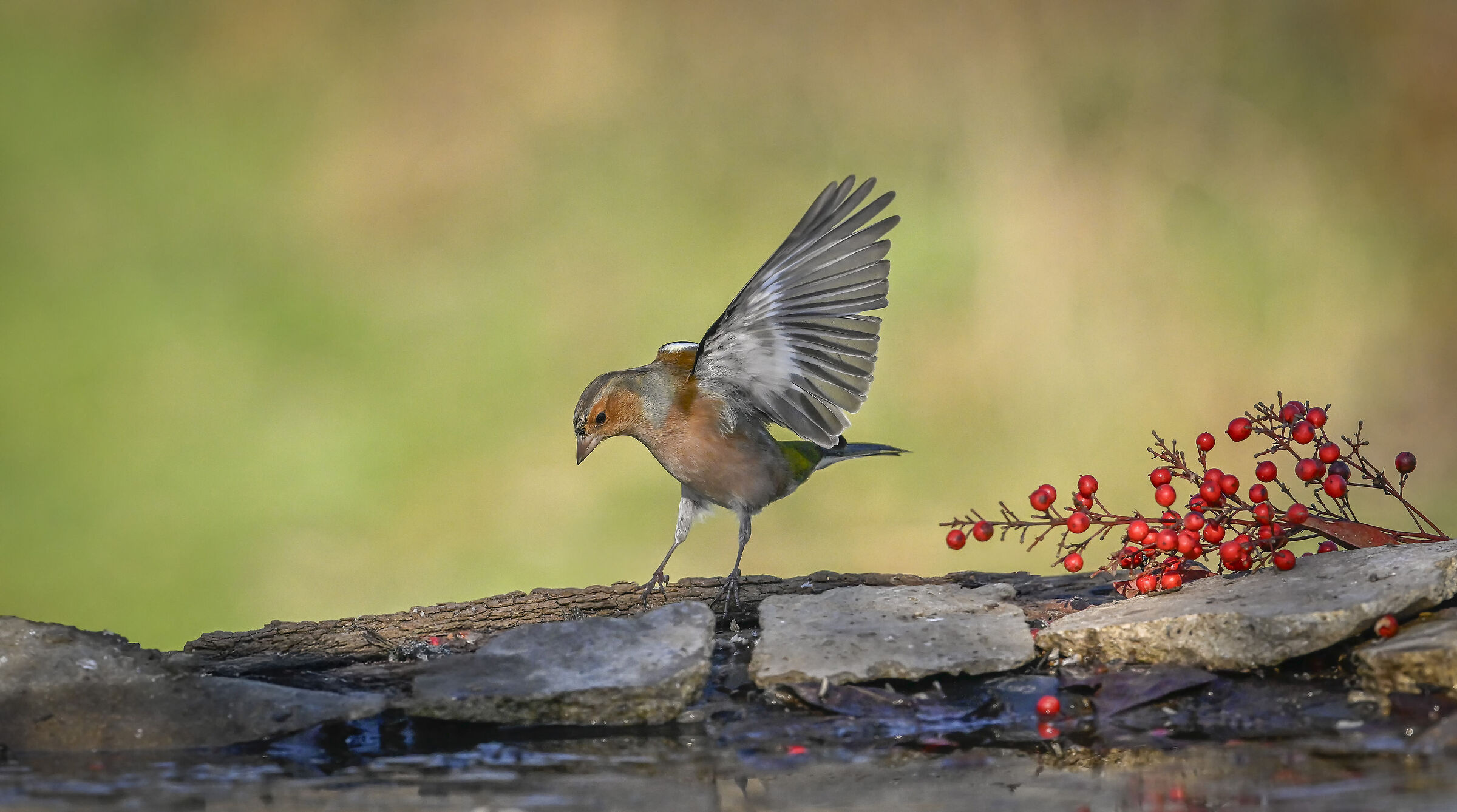 Chaffinch