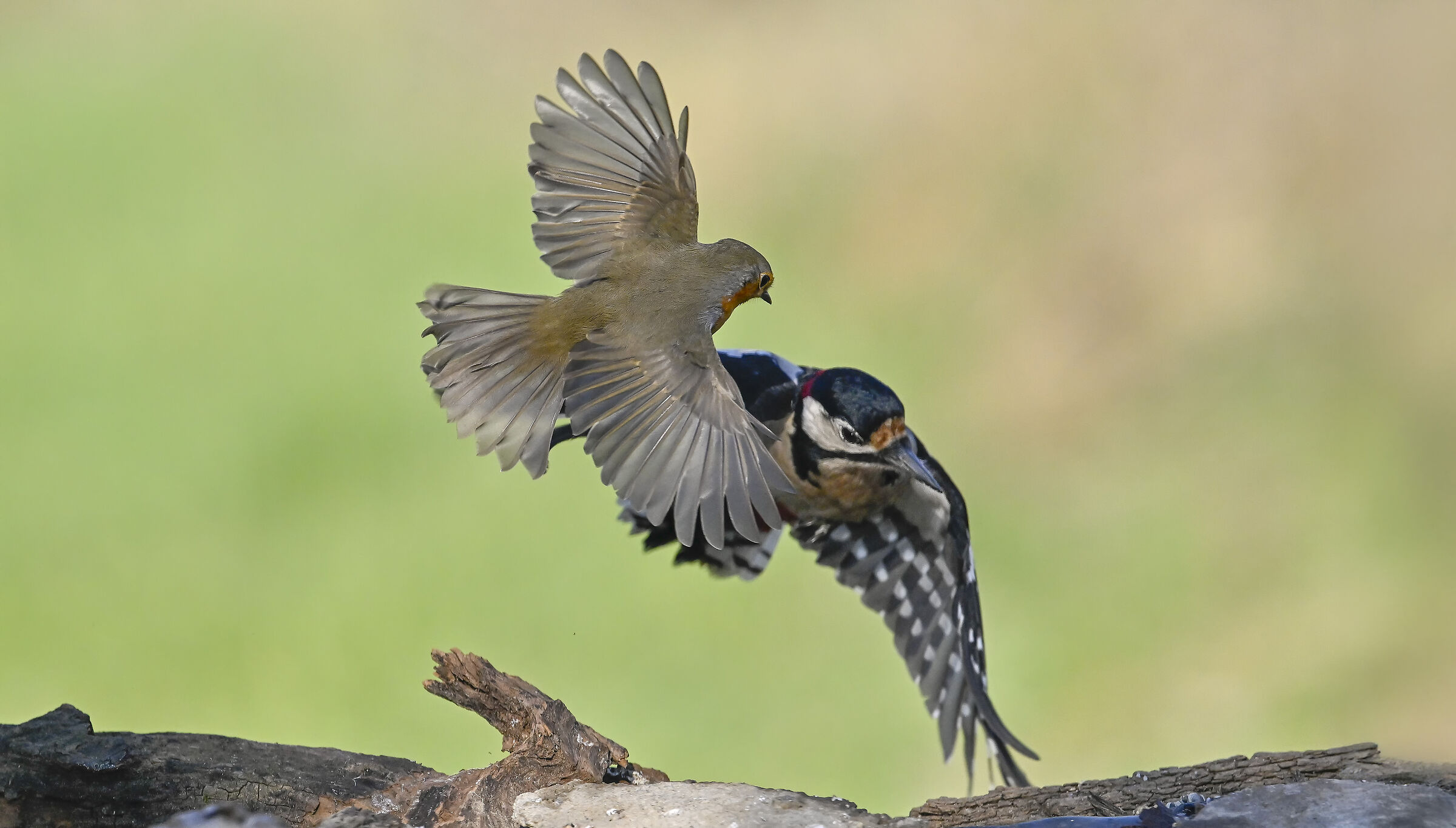 Duel between woodpecker and robin