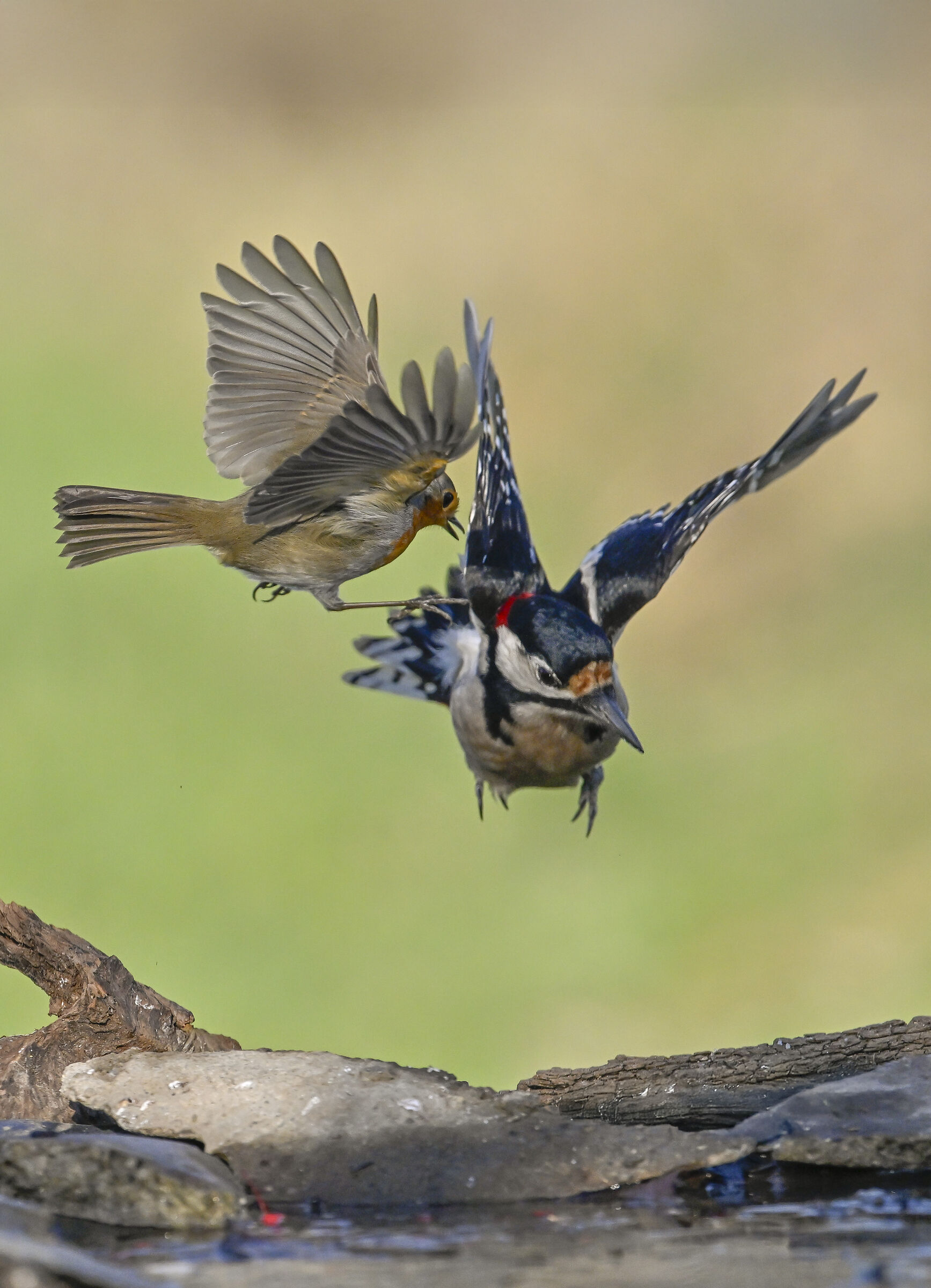 High-altitude duel between woodpecker and robin