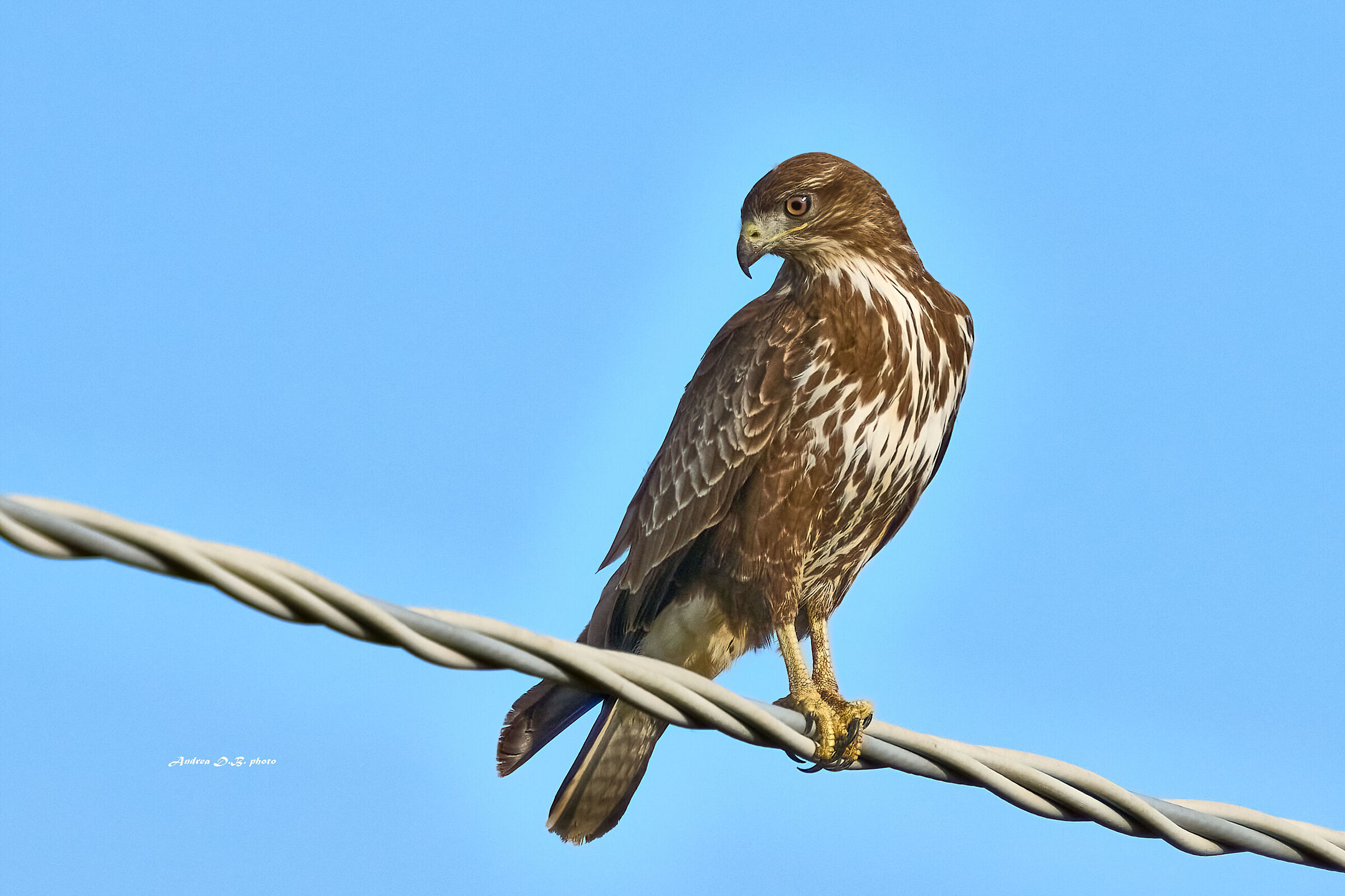 Buzzard (Buteo buteo)