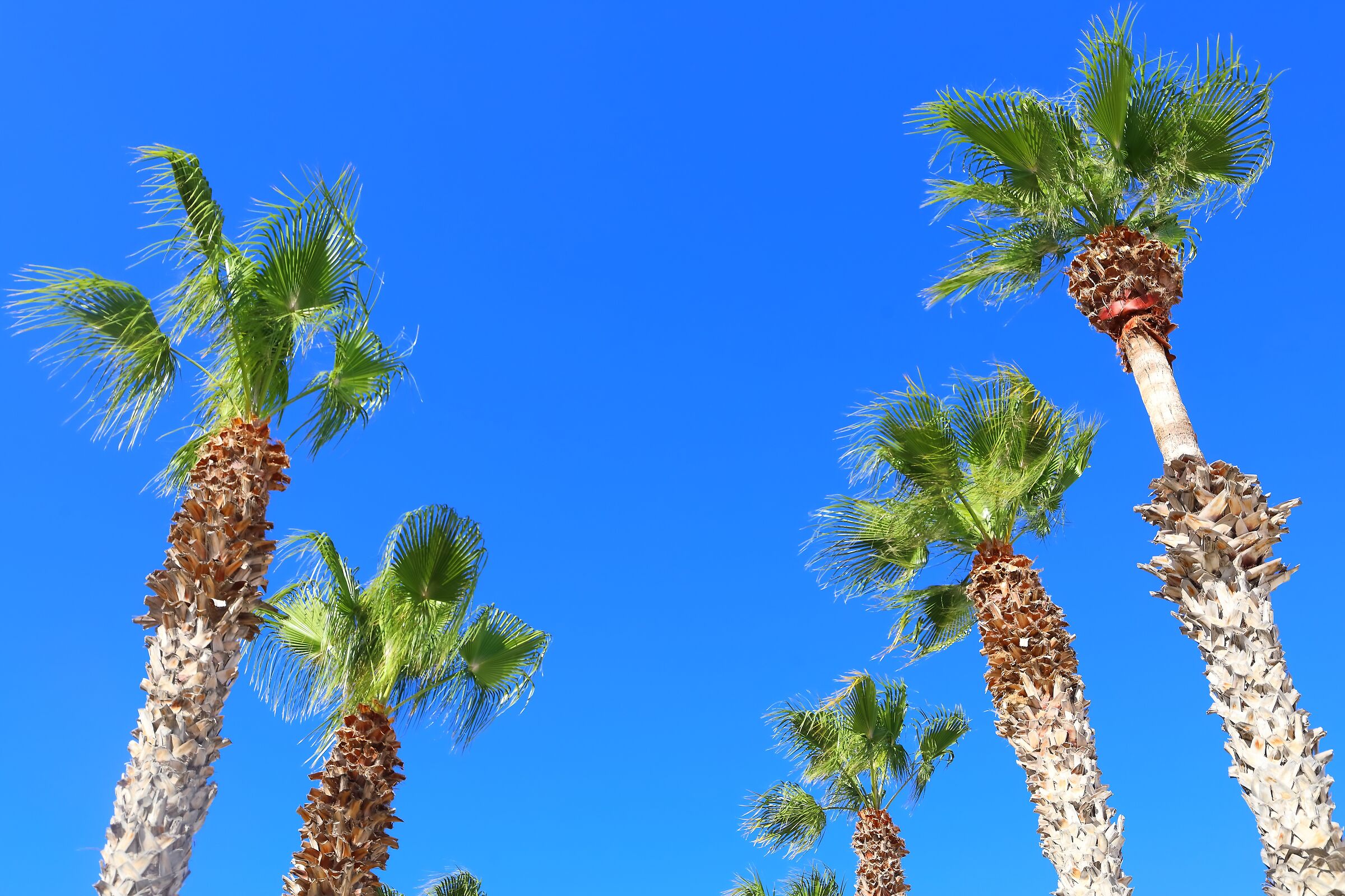 Palme 06 ottobre 2025 - 0334