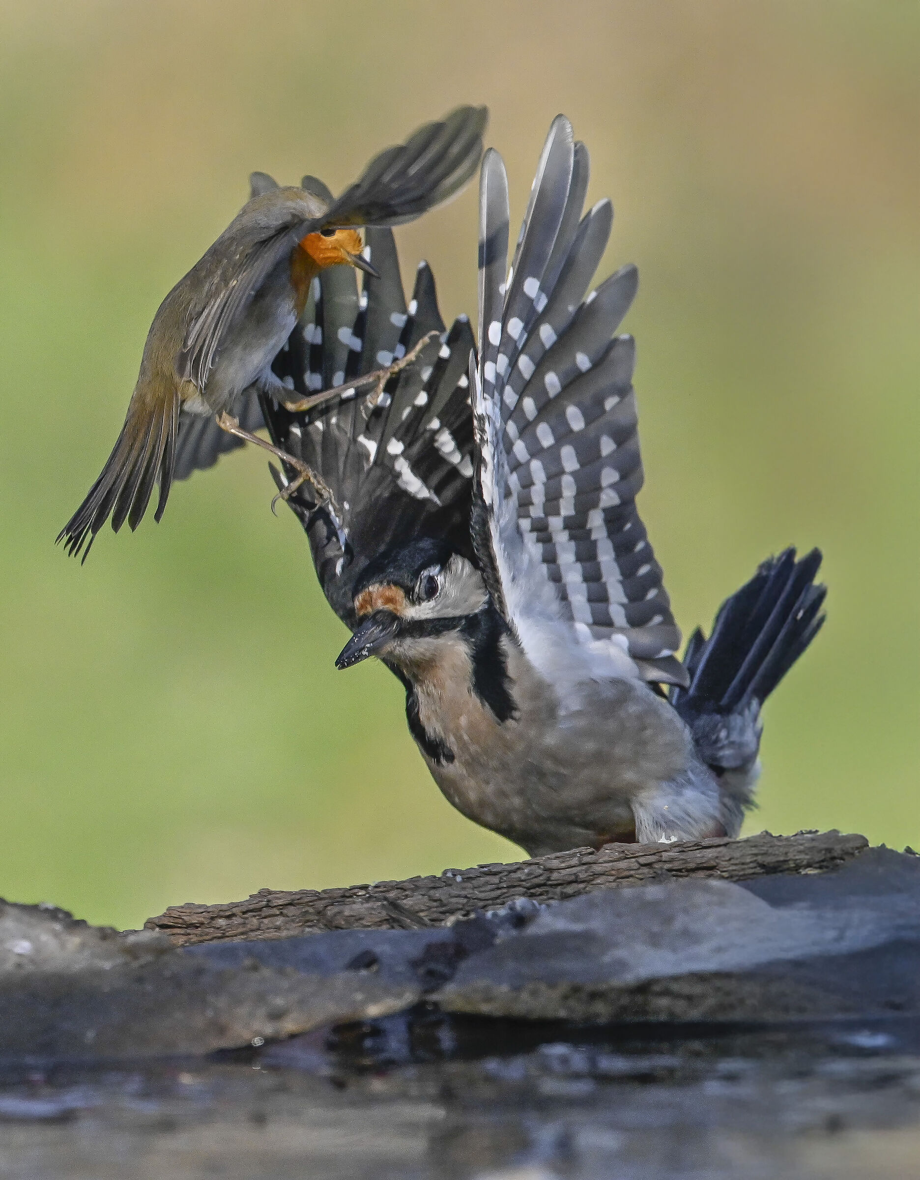 Woodpecker and Robin