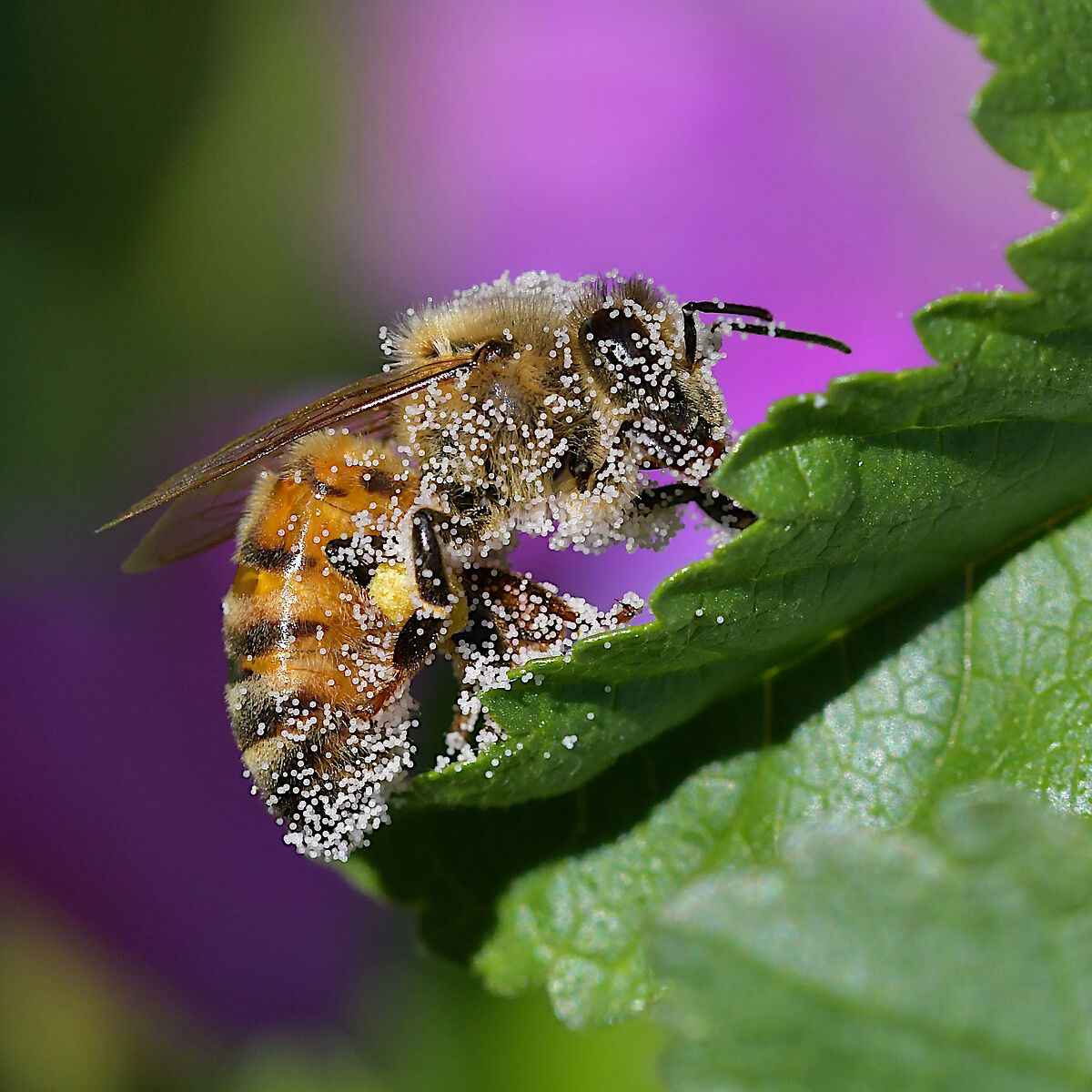 Apis mellifera impollinatrice
