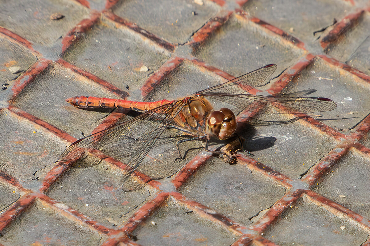 Sympetrum striolatum