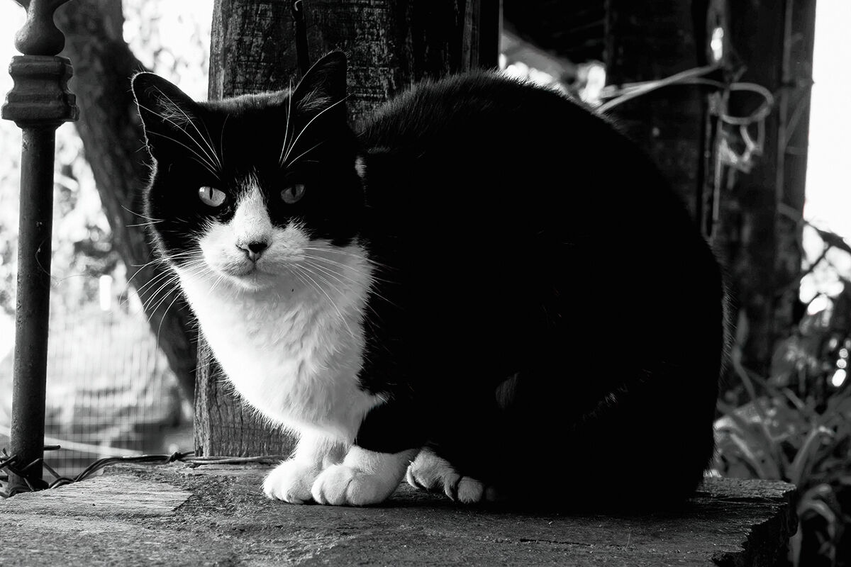 Cat (in) black and white